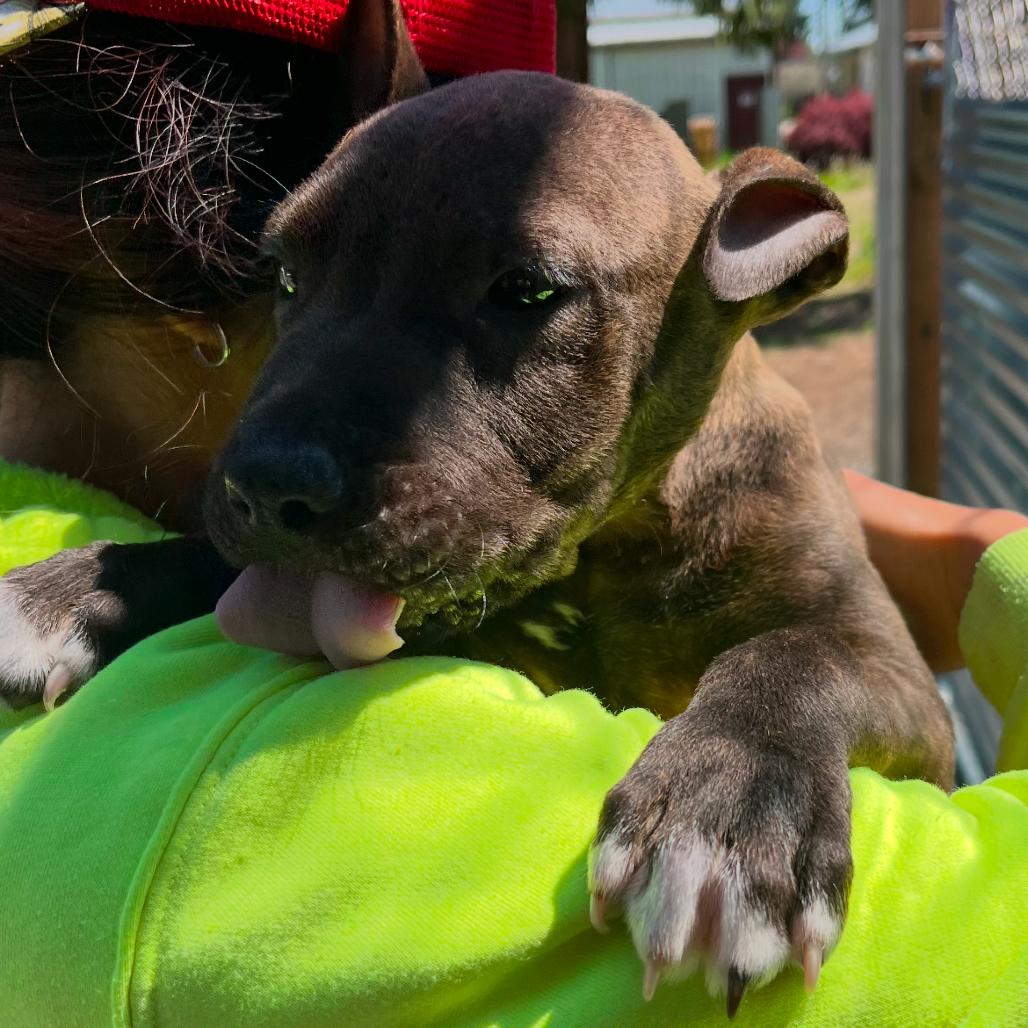 Jonah, Adoptable, Puppy Male Pit Bull Terrier.