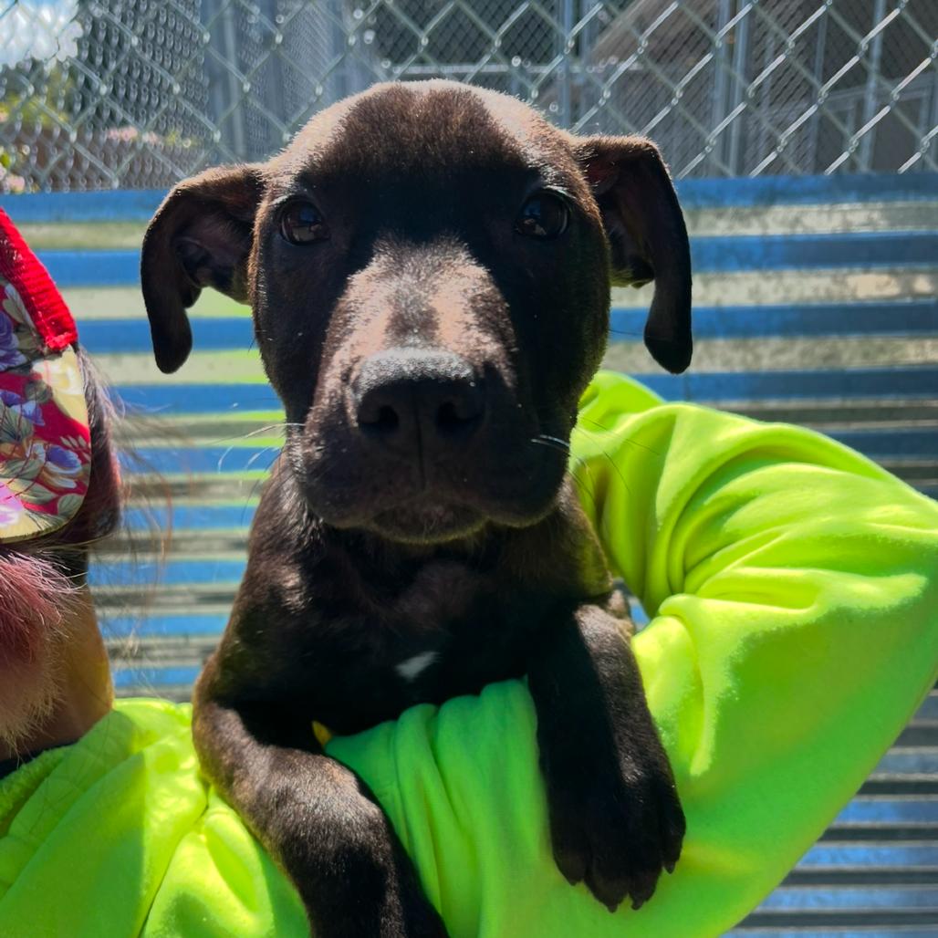 Enlarge Jonah, a Adoptable Pit Bull Terrier in Port Angeles, WA image 2/2