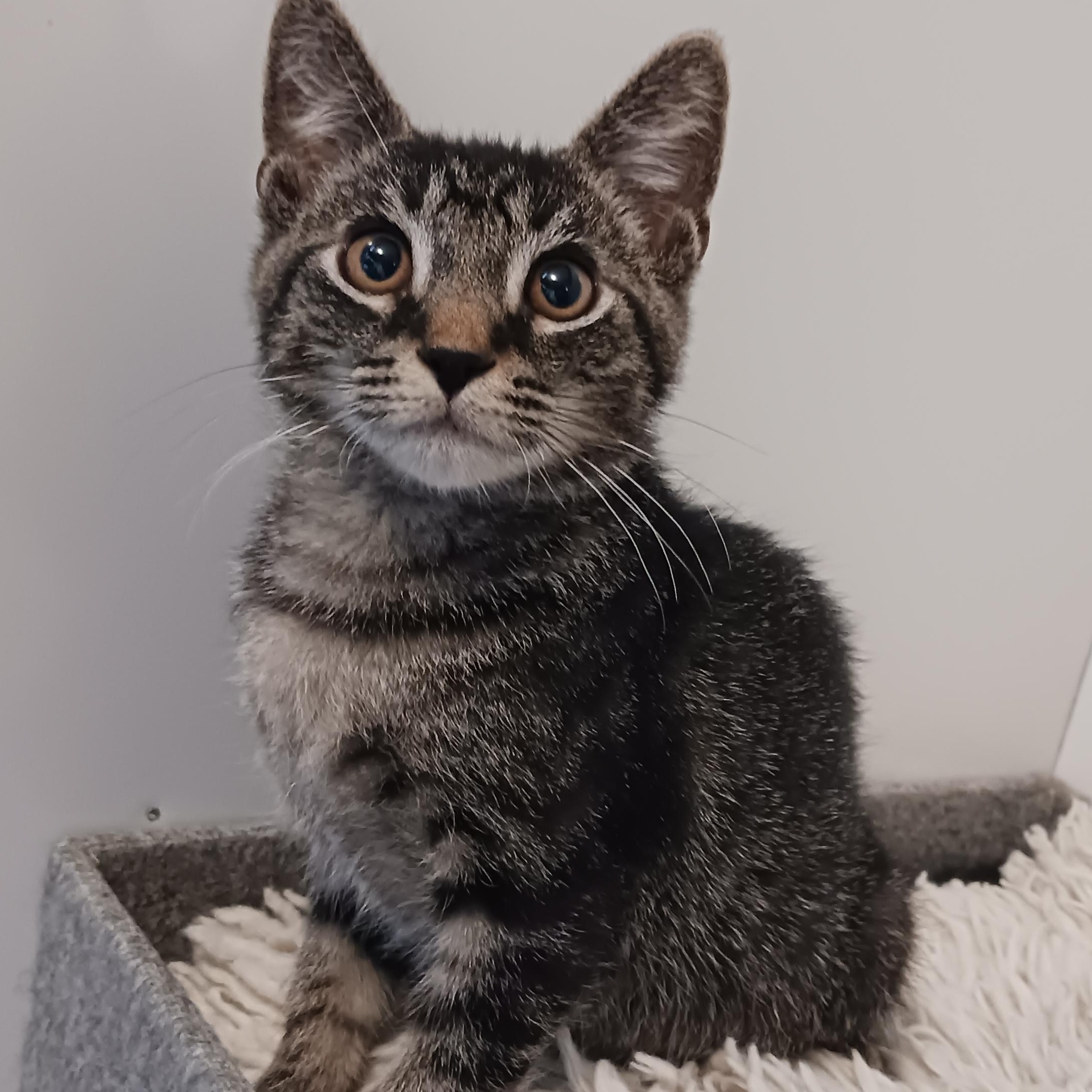 Tommy, a Adoptable Domestic Short Hair in St. Marys, WV image 4/4