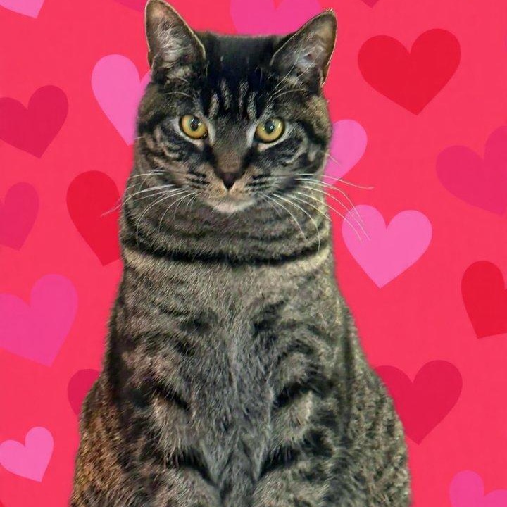 Tommy, Adoptable, Kitten Male Domestic Short Hair.