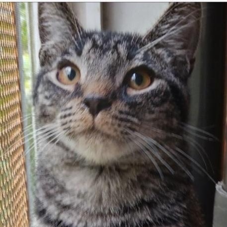 Tommy, a Adoptable Domestic Short Hair in St. Marys, WV image 2/4