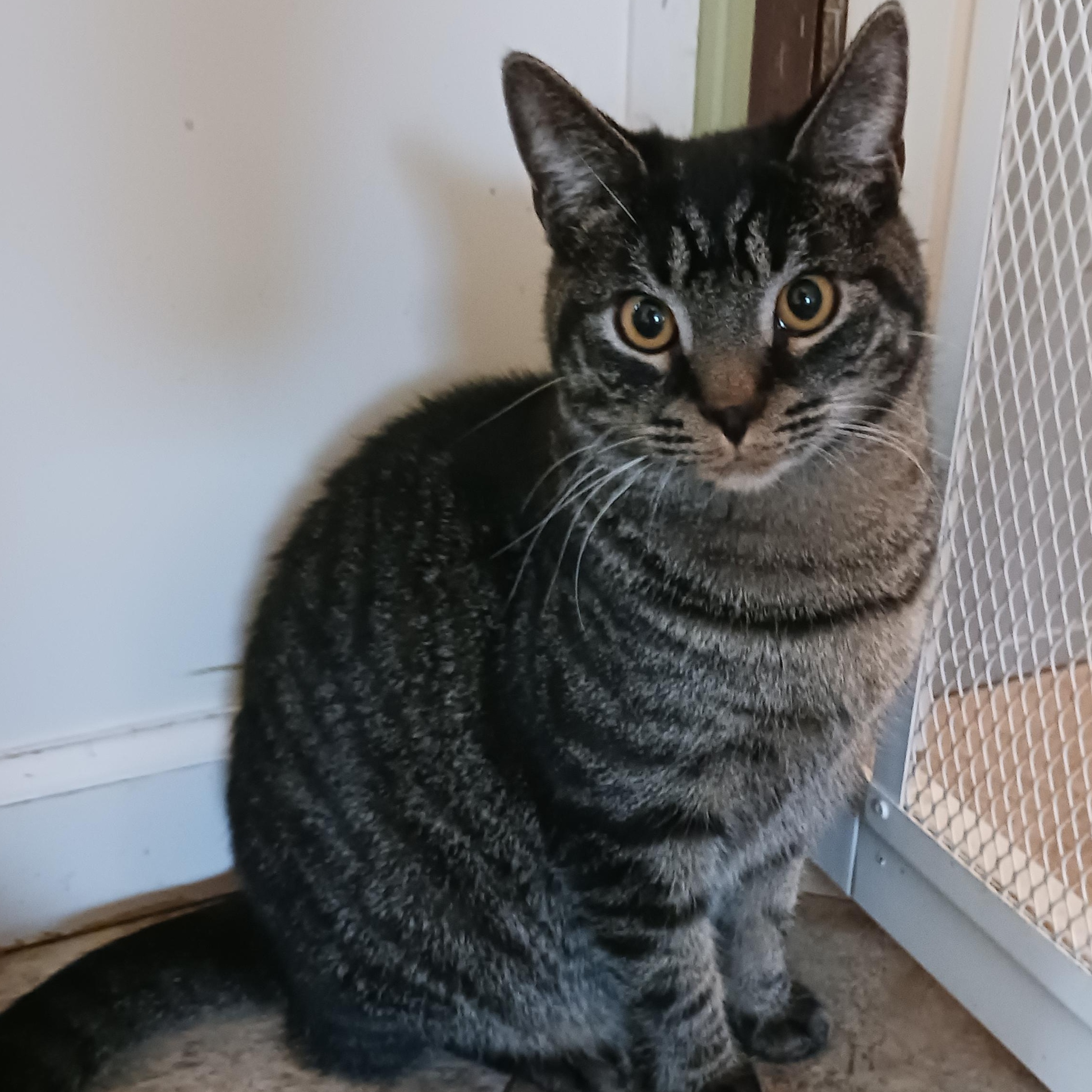 Tommy, a Adoptable Domestic Short Hair in St. Marys, WV image 3/4