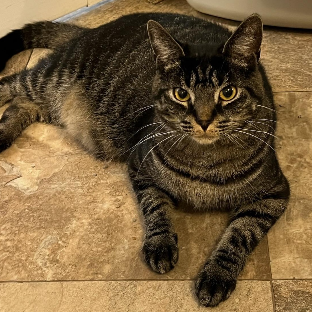 Tommy, Adoptable, Kitten Male Domestic Short Hair.
