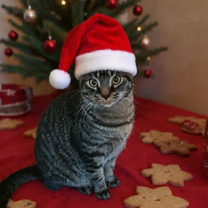 Tommy, a Adoptable Domestic Short Hair in St. Marys, WV image 1/4