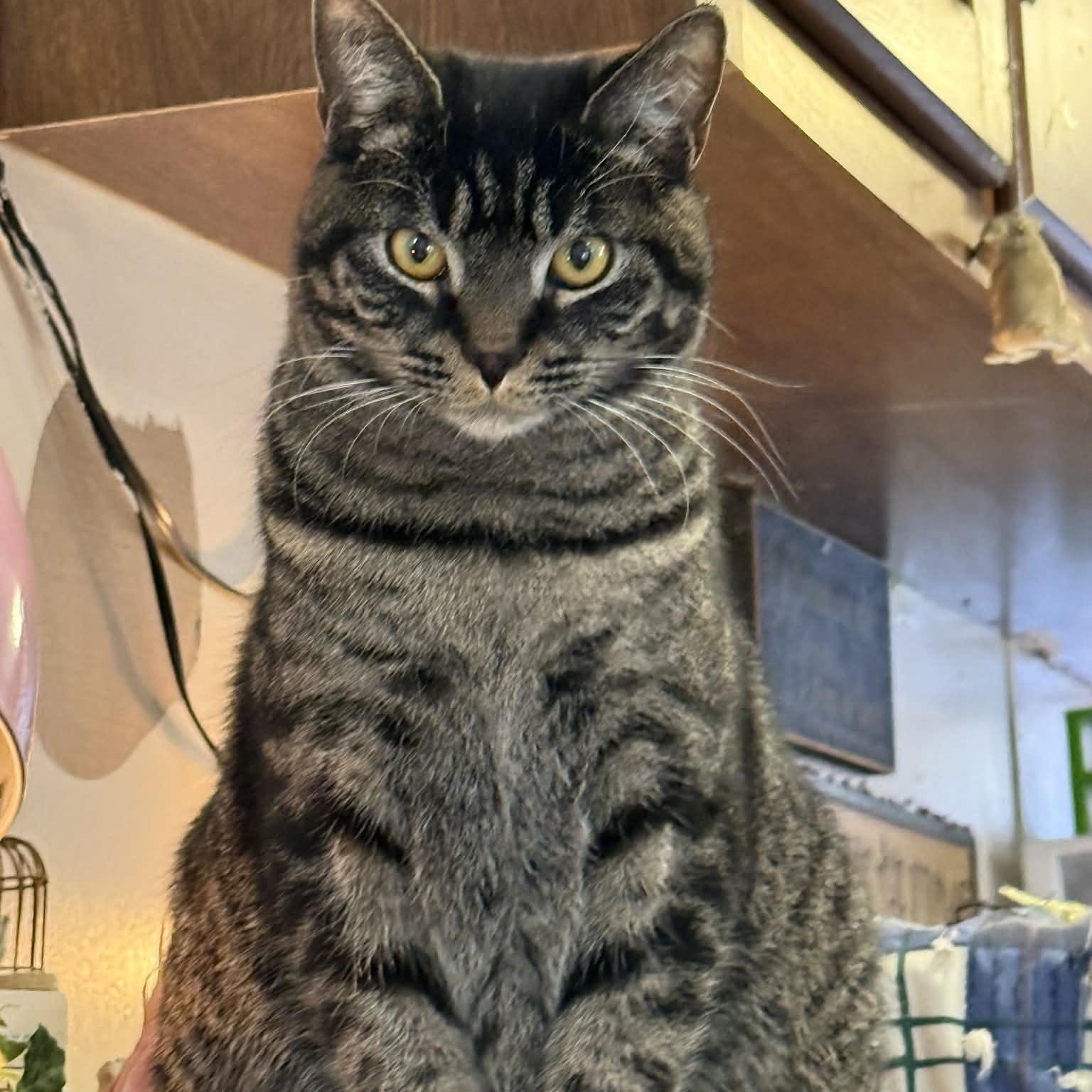 Enlarge Tommy, a Adoptable Domestic Short Hair in St. Marys, WV image 4/4