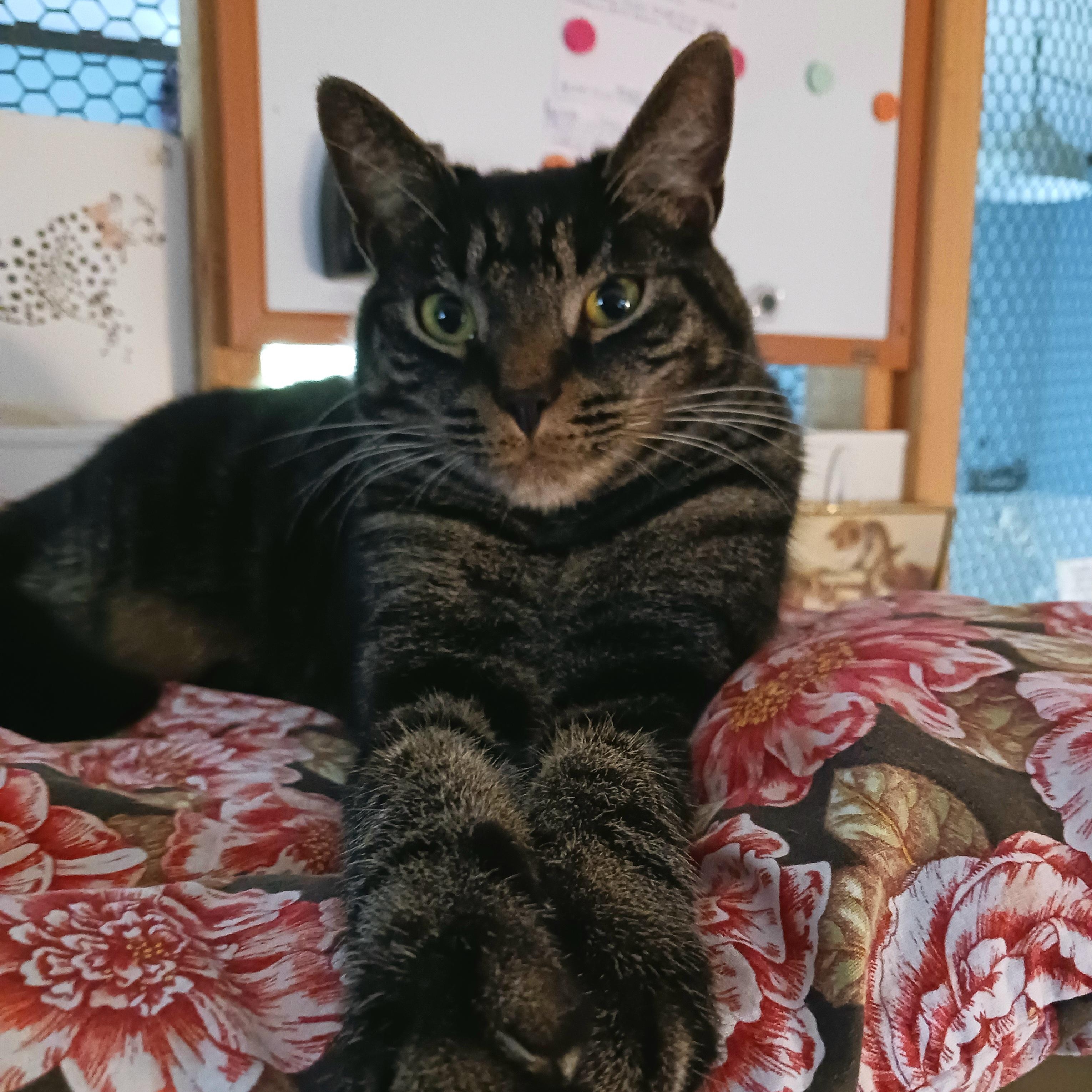 Enlarge Tommy, a Adoptable Domestic Short Hair in St. Marys, WV image 1/5