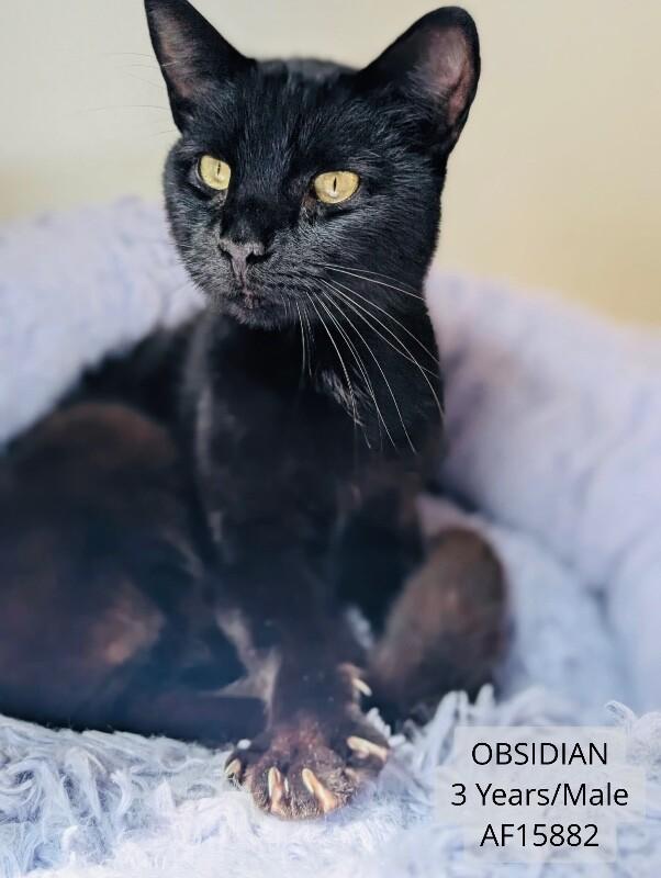 Obsidian, Adoptable, Adult Male Domestic Short Hair.
