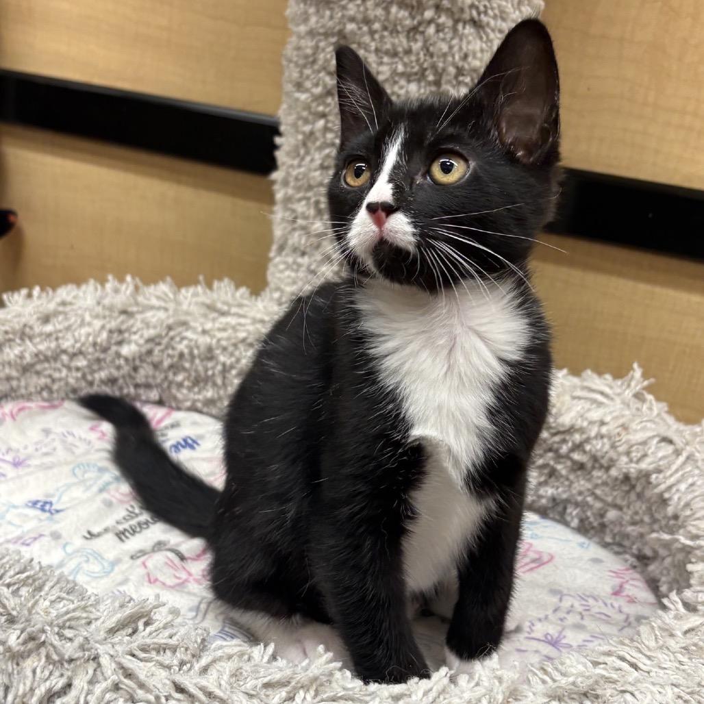 Enlarge Dizzy, a Adoptable Domestic Short Hair in Hemet, CA image 1/3