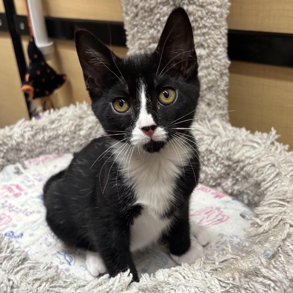 Enlarge Dizzy, a Adoptable Domestic Short Hair in Hemet, CA image 2/3