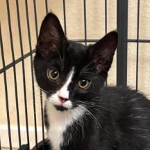 Enlarge Dizzy, a Adoptable Domestic Short Hair in Hemet, CA image 3/3