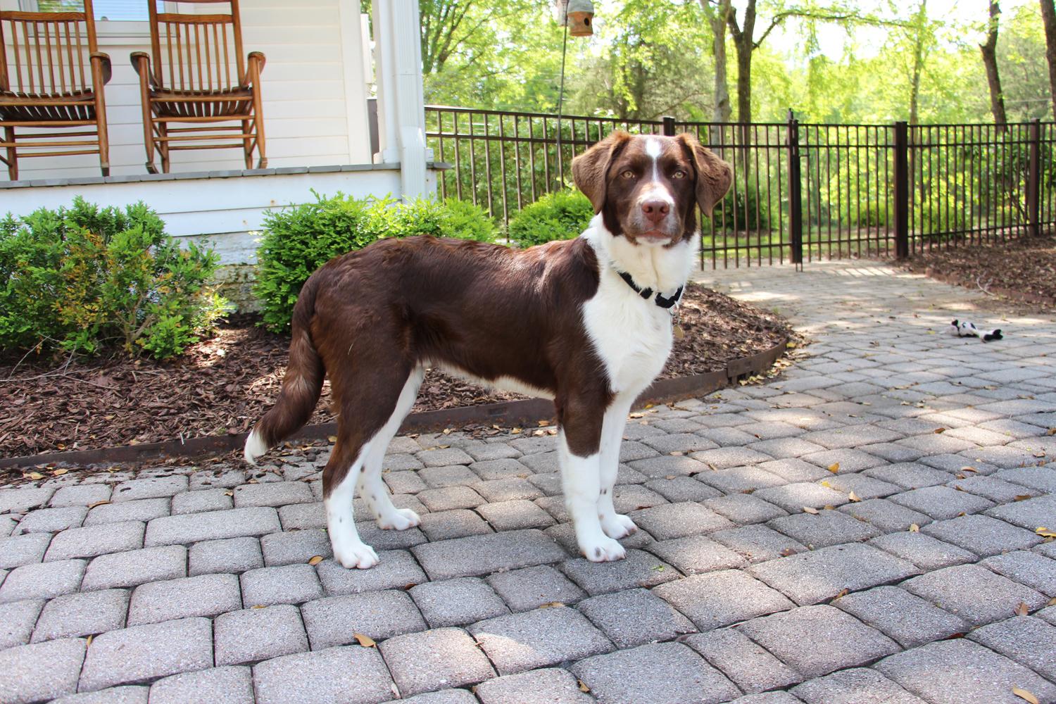 Hogan photo 1