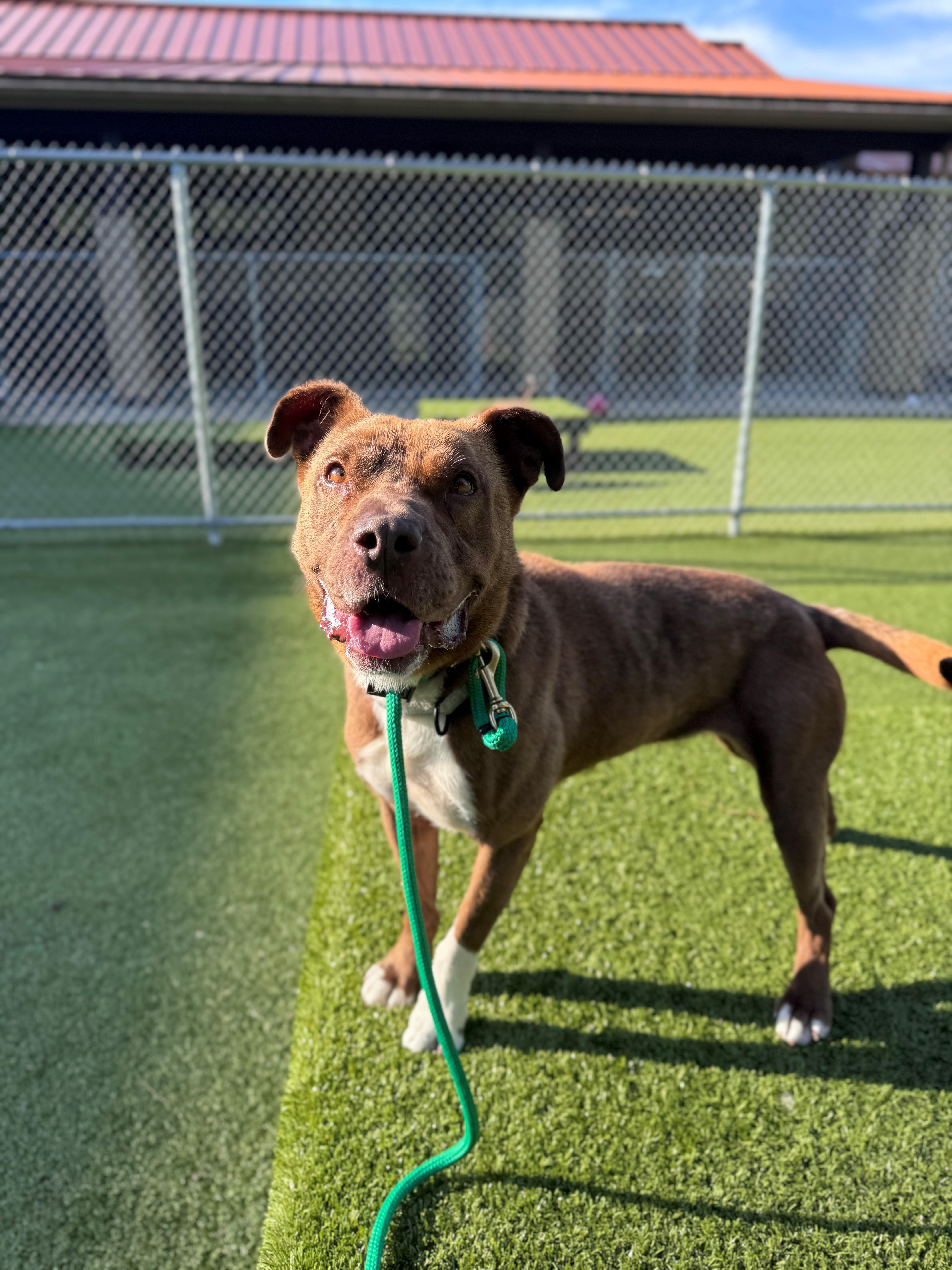 Enlarge Dolly, a ADOPTABLE Pit Bull Terrier in Hackensack, MN image 1/5