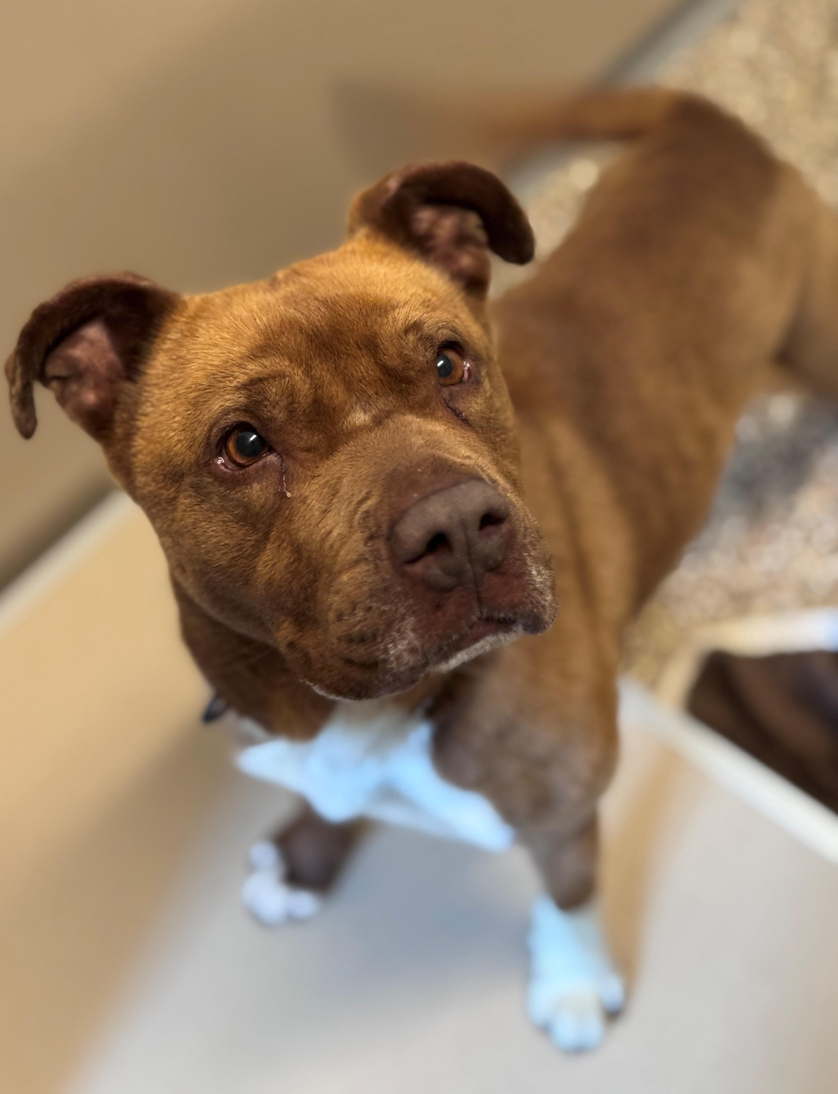 Dolly, ADOPTABLE, Adult Female Pit Bull Terrier.
