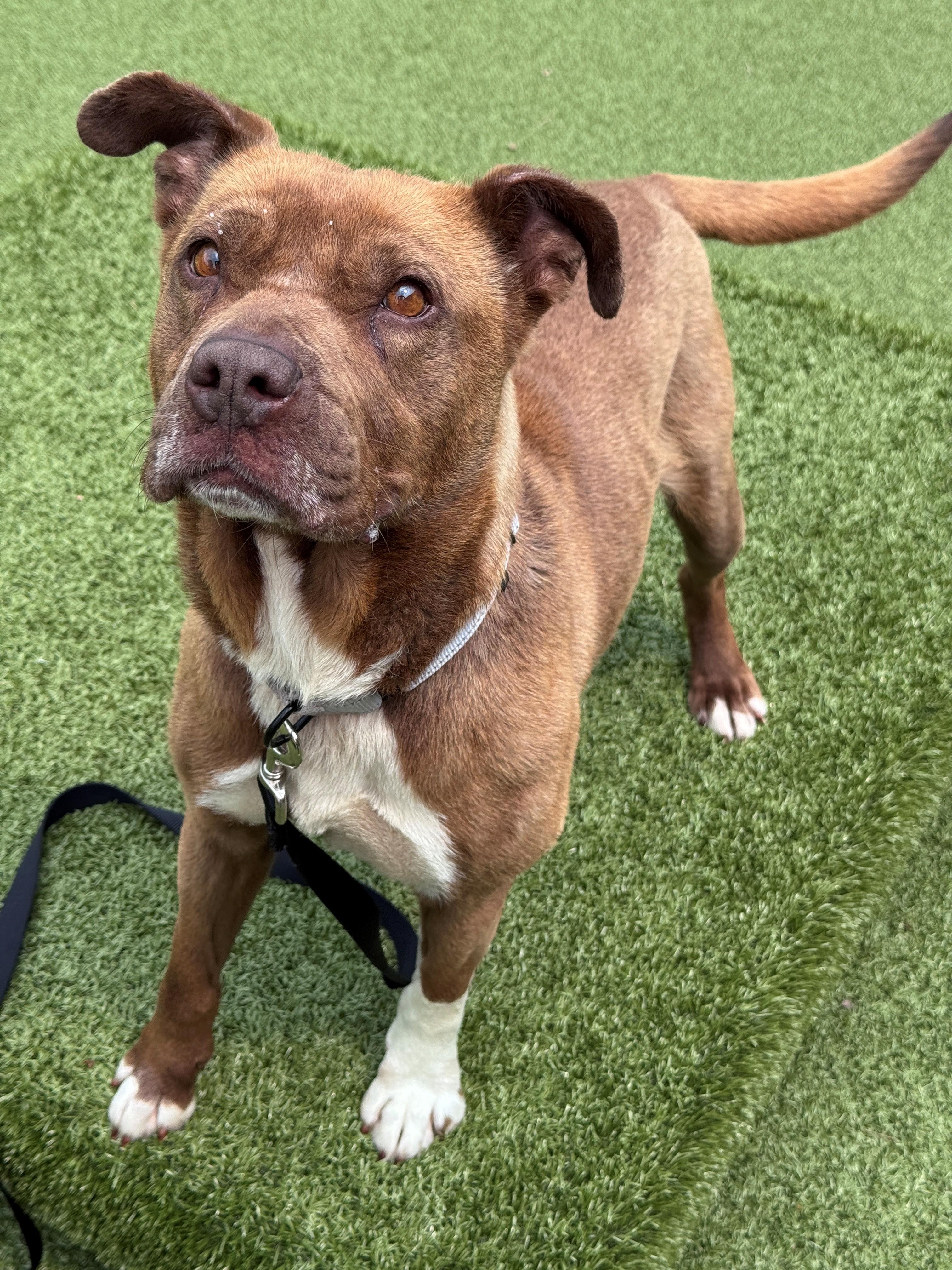 Dolly, a ADOPTABLE Pit Bull Terrier in Hackensack, MN image 5/5
