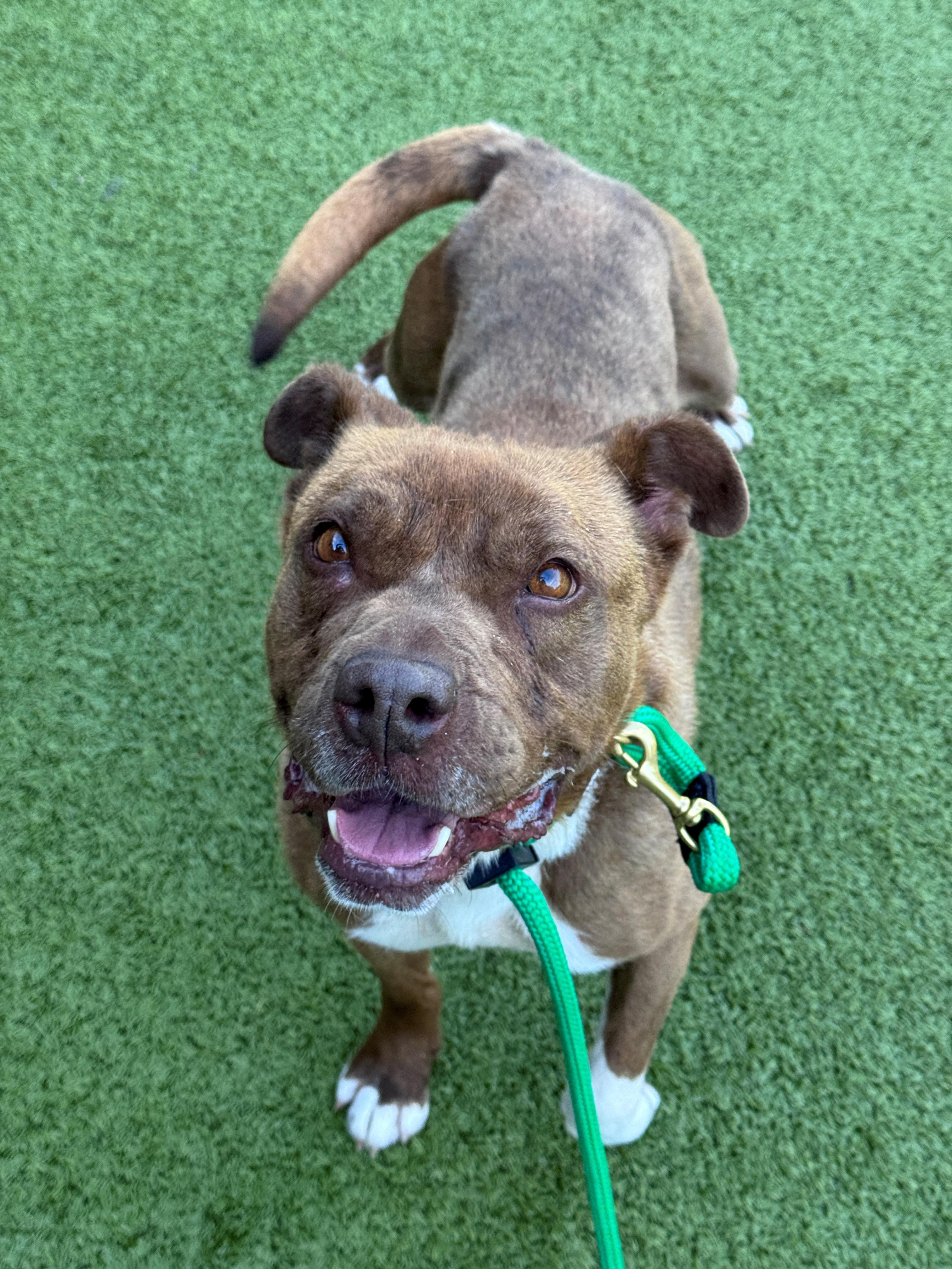 Enlarge Dolly, a ADOPTABLE Pit Bull Terrier in Hackensack, MN image 4/5
