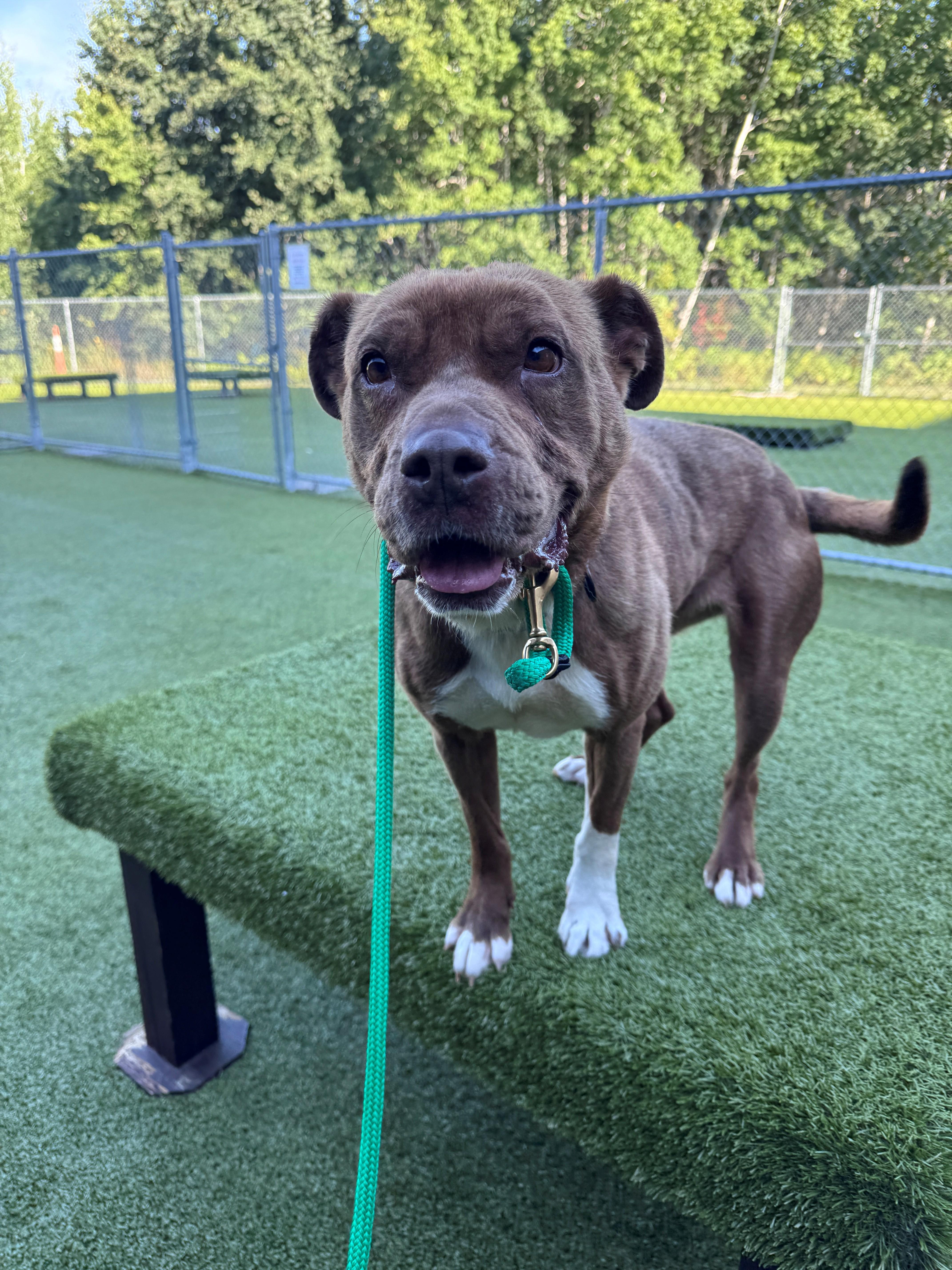 Enlarge Dolly, a ADOPTABLE Pit Bull Terrier in Hackensack, MN image 2/5
