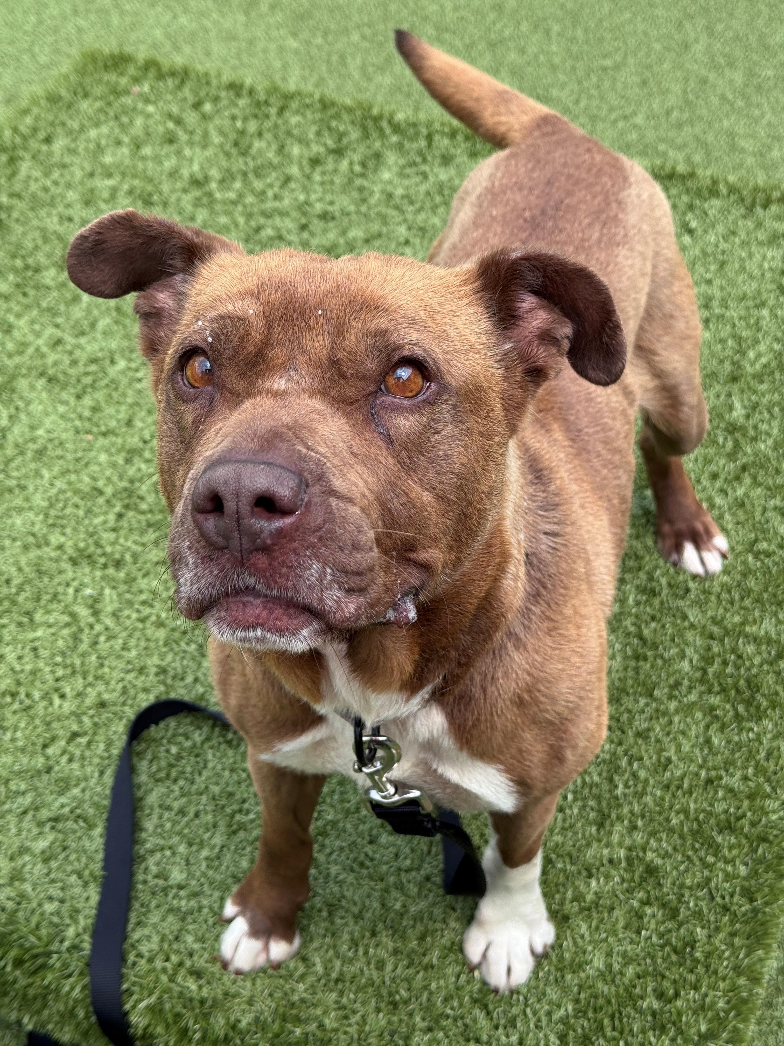 Dolly, a ADOPTABLE Pit Bull Terrier in Hackensack, MN image 4/5
