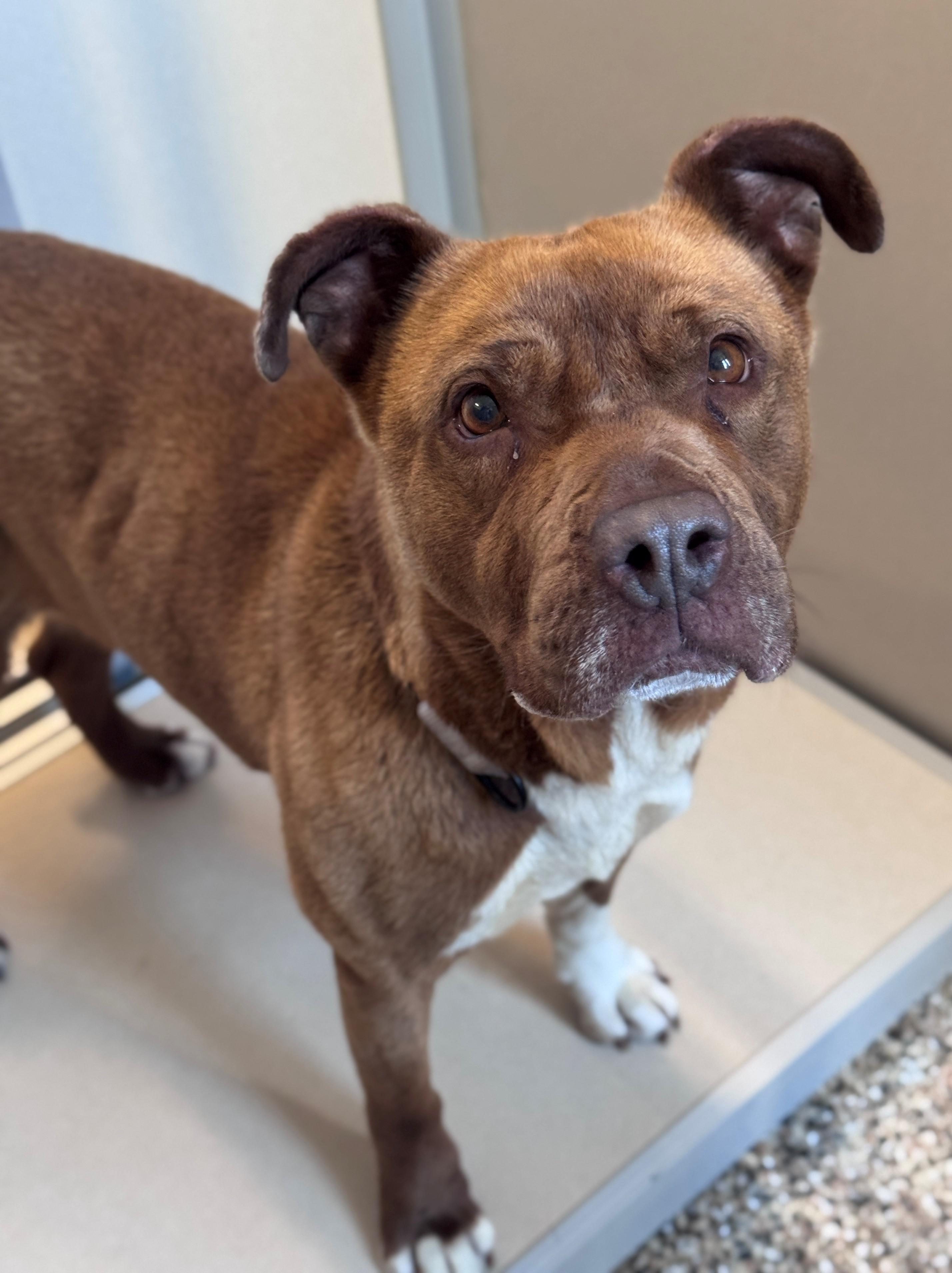 Dolly, a ADOPTABLE Pit Bull Terrier in Hackensack, MN image 3/5