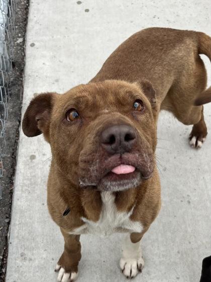 Dolly, a ADOPTABLE Pit Bull Terrier in Hackensack, MN image 2/5