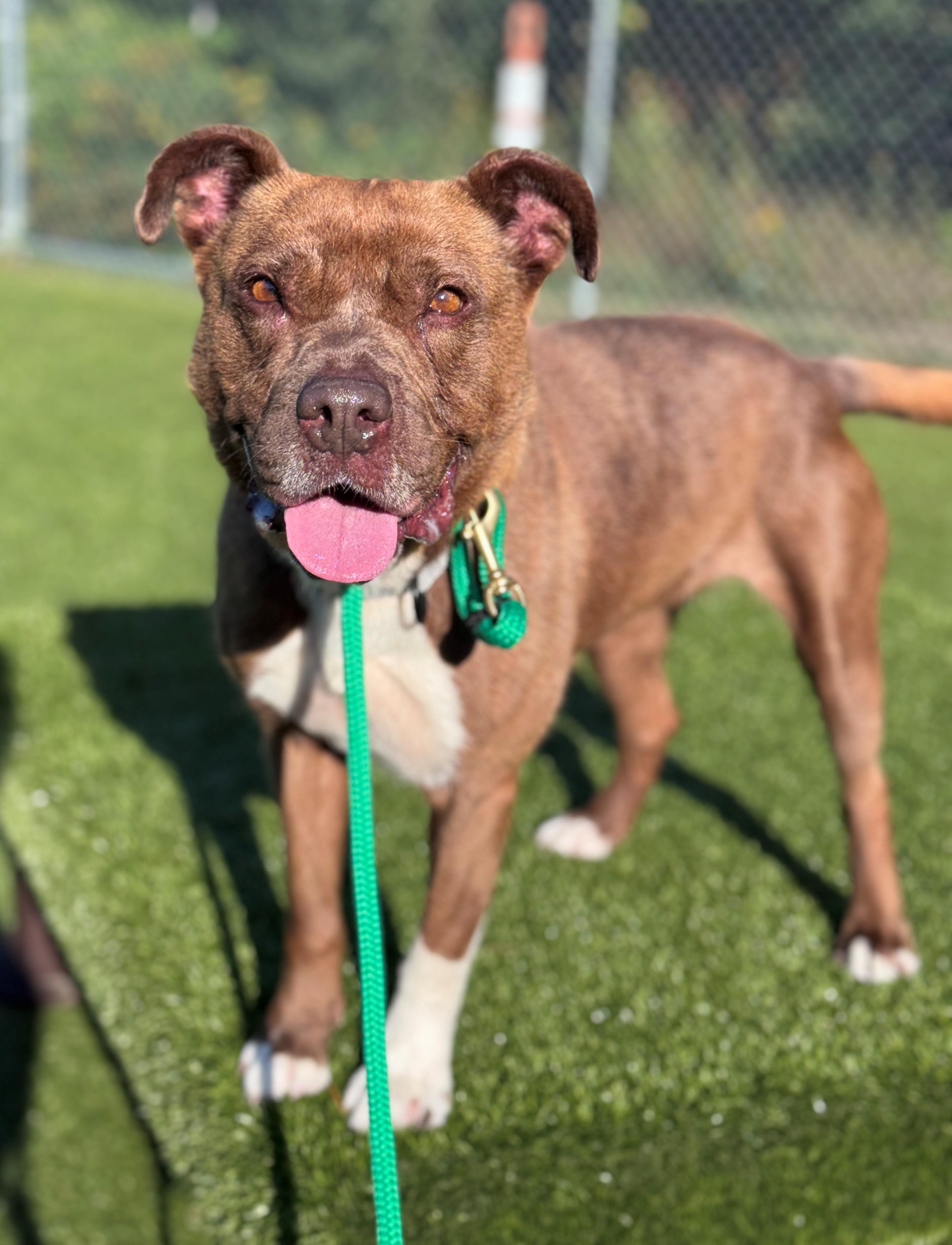 Enlarge Dolly, a ADOPTABLE Pit Bull Terrier in Hackensack, MN image 5/5