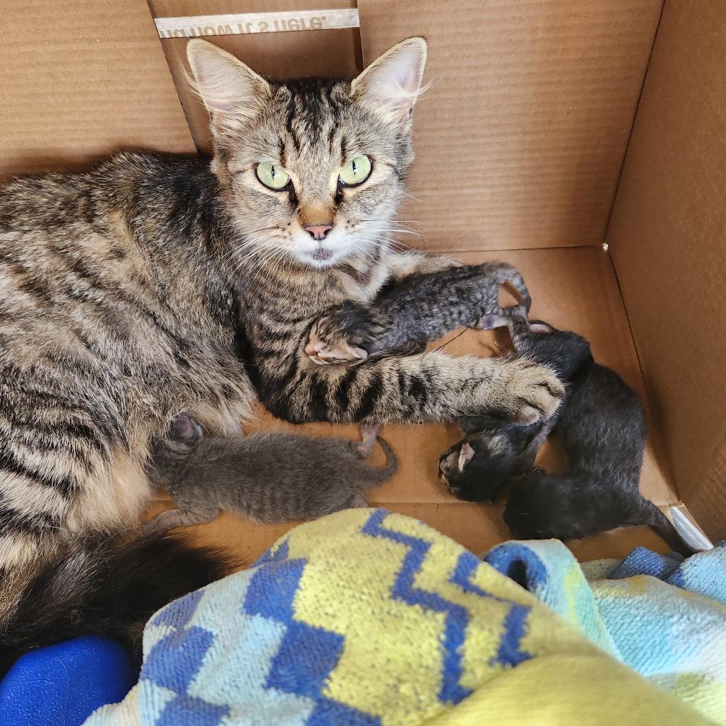 Enlarge MK, a Adoptable Domestic Medium Hair in Stephenville, TX image 1/2