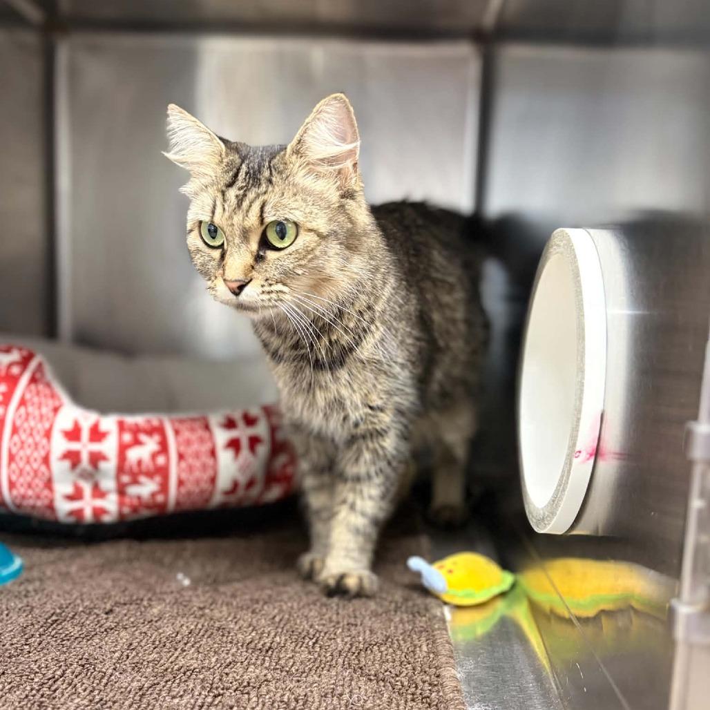 Enlarge MK, a Adoptable Domestic Medium Hair in Stephenville, TX image 2/2