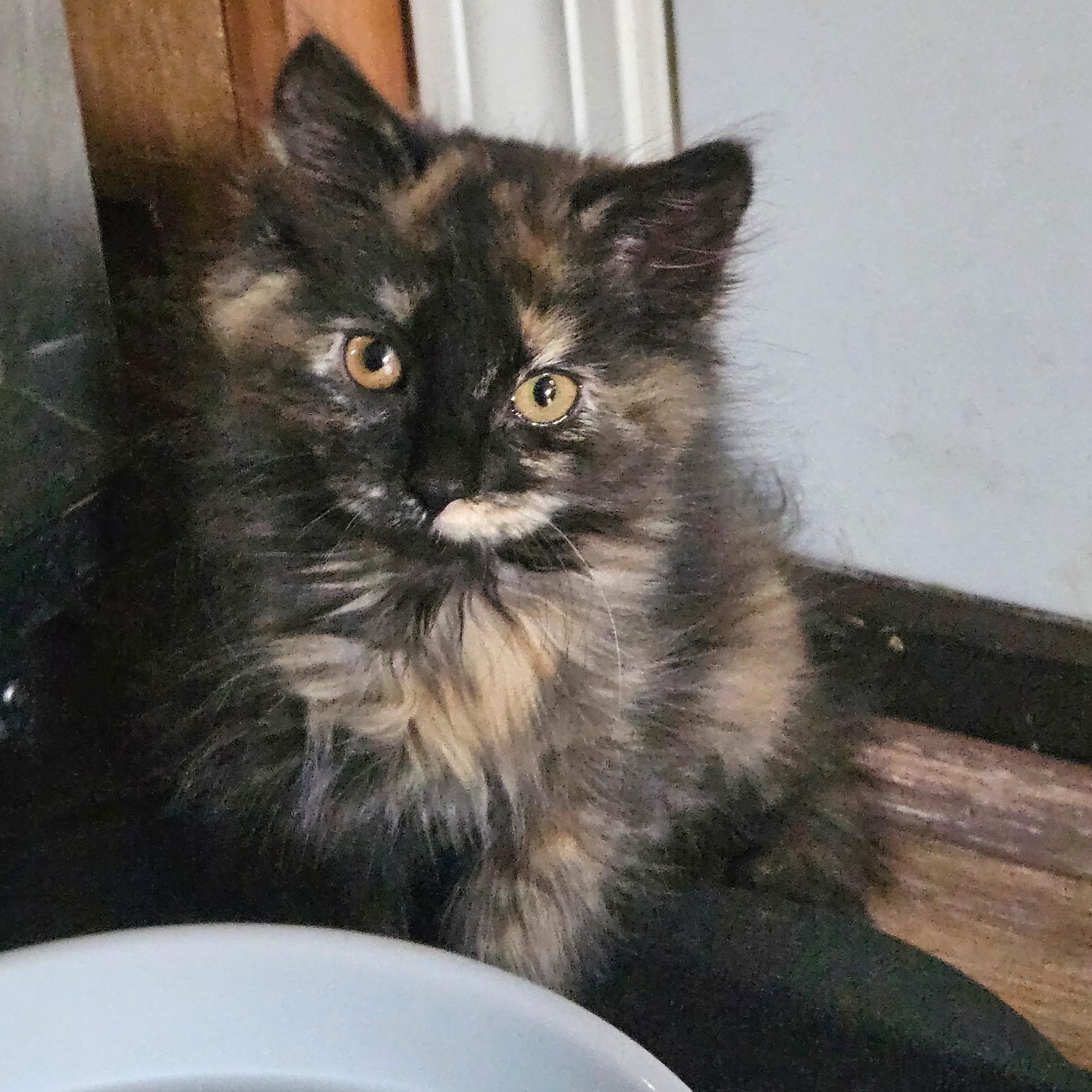 Grumpy, ADOPTABLE, Kitten Female Domestic Medium Hair.