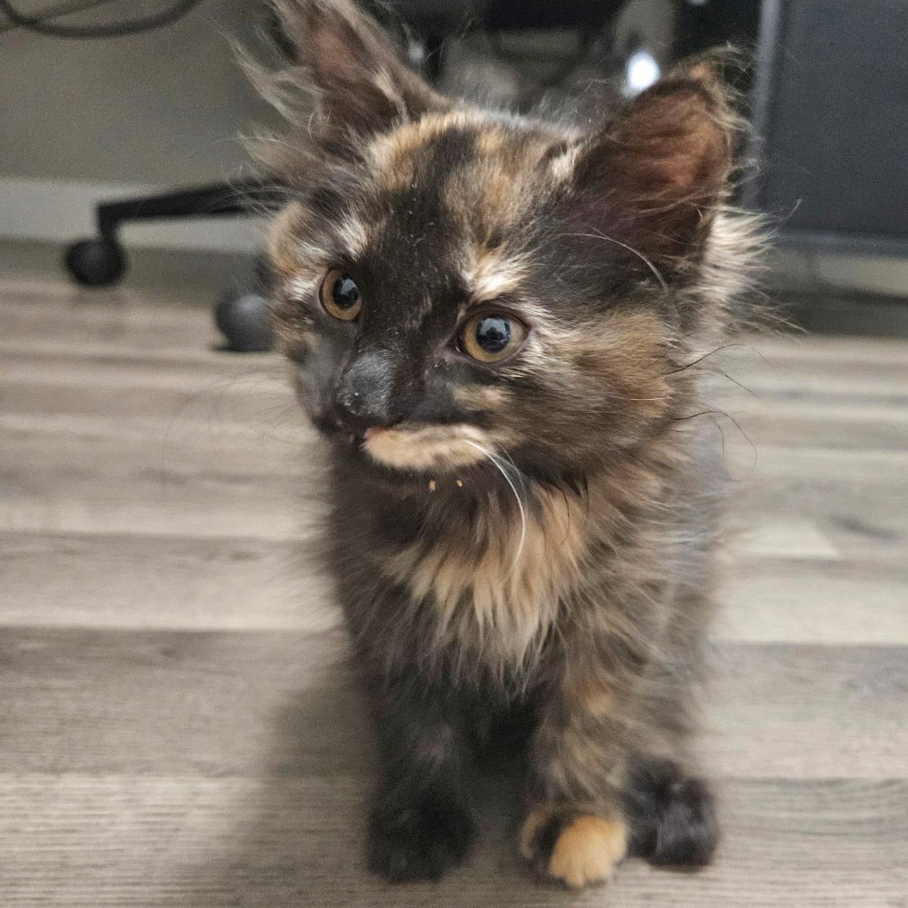 Enlarge Grumpy, a ADOPTABLE Domestic Medium Hair in Washington, MI image 2/2