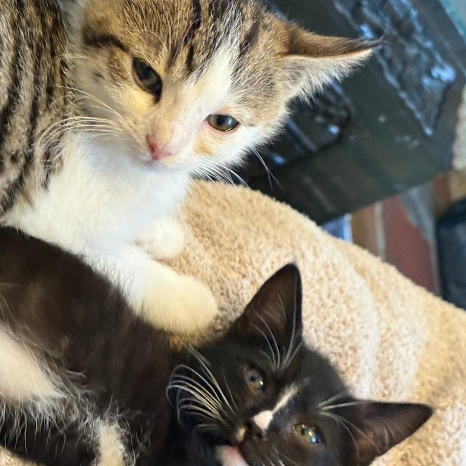 Tofurkey & Turducken, ADOPTABLE, Kitten Female Tuxedo & Tabby.