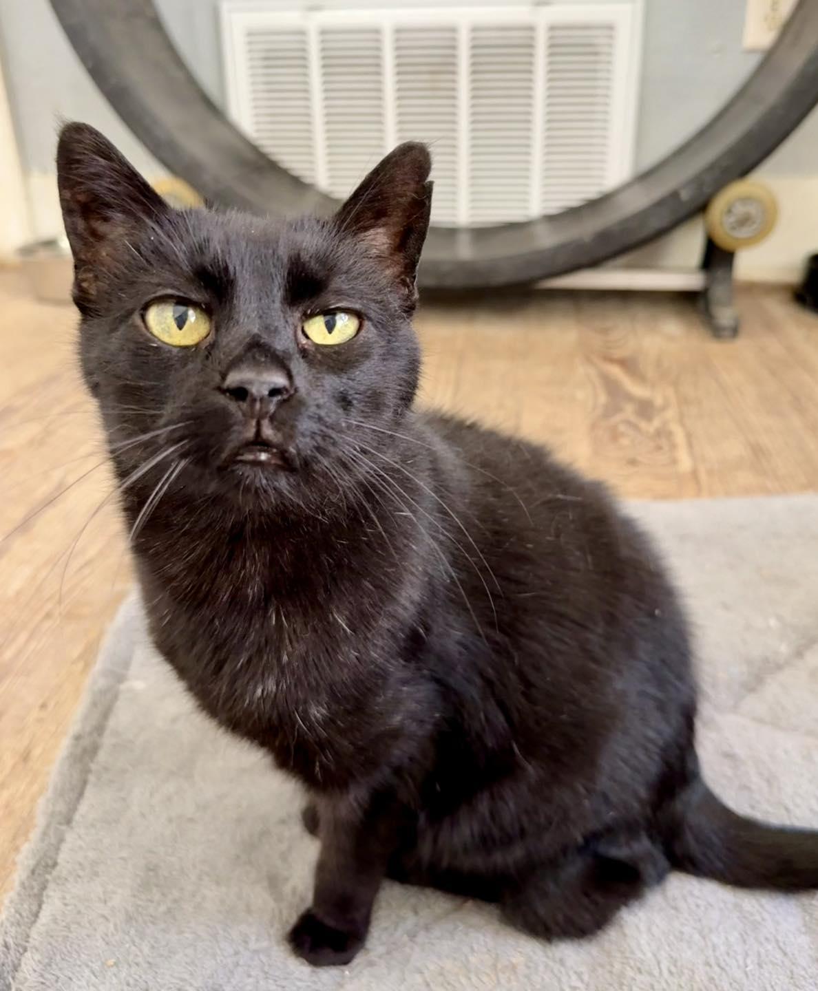 Enlarge Lucky Snowflake, a Adoptable Domestic Short Hair in Shreveport, LA image 1/3