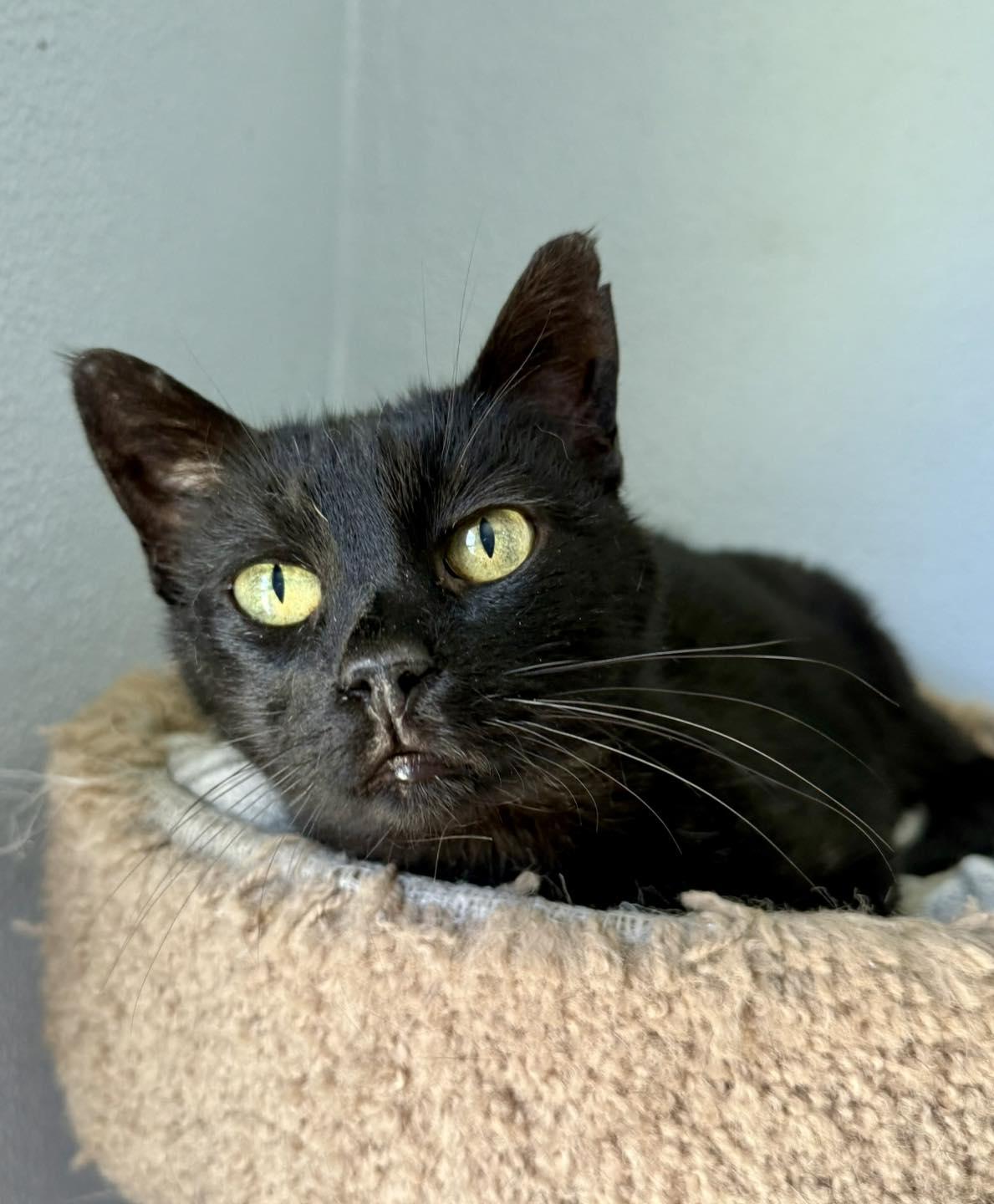 Lucky Snowflake, Adoptable, Senior Male Domestic Short Hair.