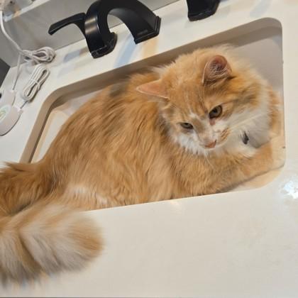 Goose, a ADOPTABLE Domestic Long Hair in Dubuque, IA image 2/2
