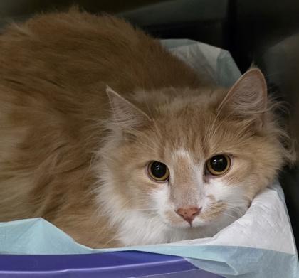 Goose, a ADOPTABLE Domestic Long Hair in Dubuque, IA image 1/2