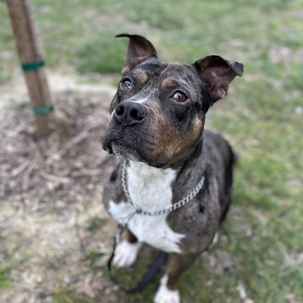 Enlarge Sango - ECAS, a Adoptable mixed breed in Pleasanton, CA image 1/6