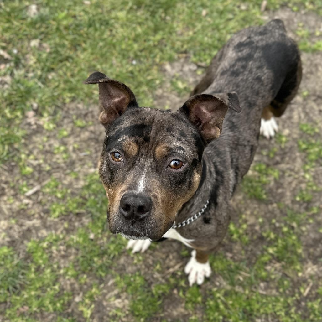 Enlarge Sango - ECAS, a Adoptable mixed breed in Pleasanton, CA image 2/6