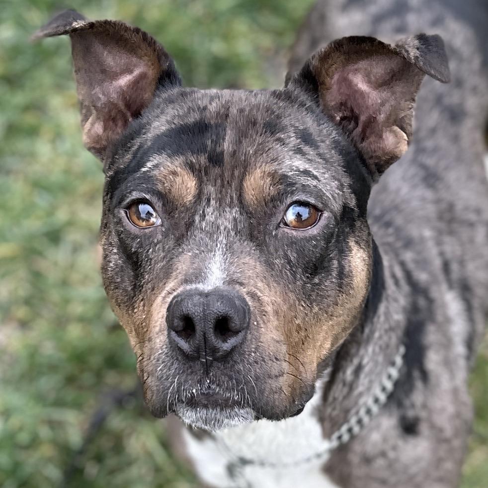 Enlarge Sango - ECAS, a Adoptable mixed breed in Pleasanton, CA image 4/6