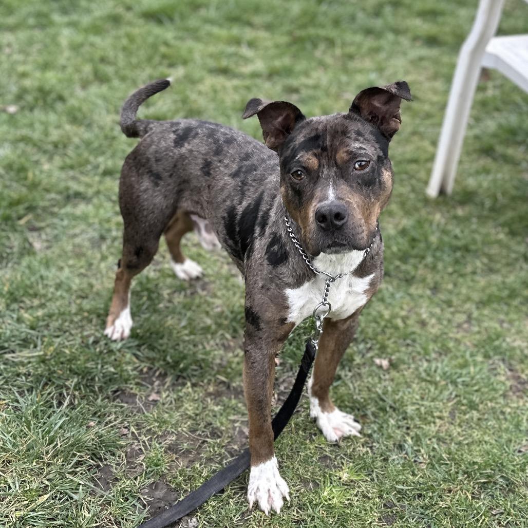 Enlarge Sango - ECAS, a Adoptable mixed breed in Pleasanton, CA image 5/6