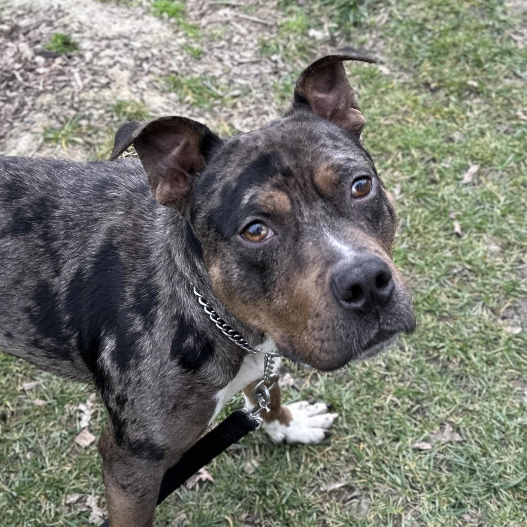 Enlarge Sango - ECAS, a Adoptable mixed breed in Pleasanton, CA image 6/6