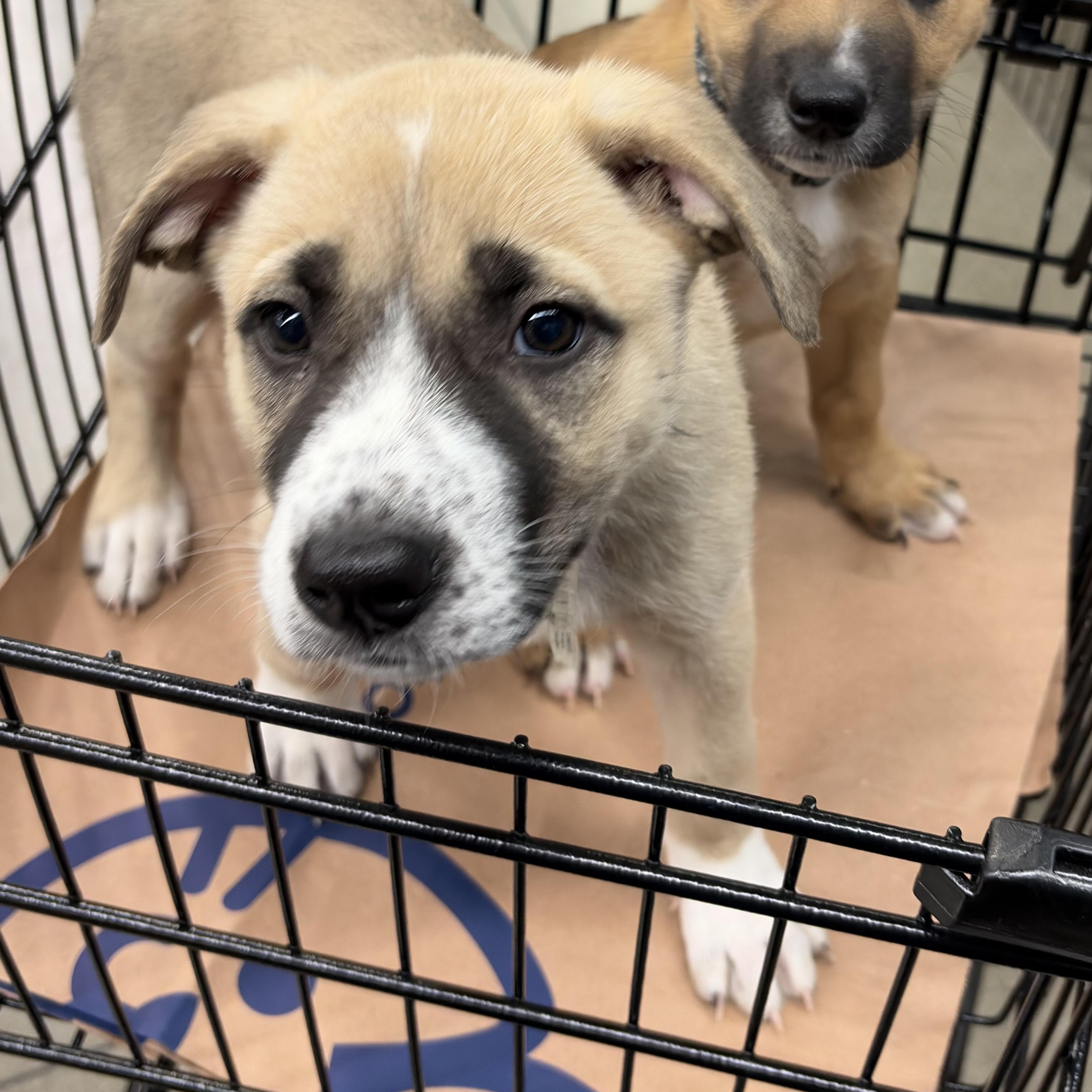 Enlarge Lily, an adopted mixed breed in Los Angeles , CA image 2/5