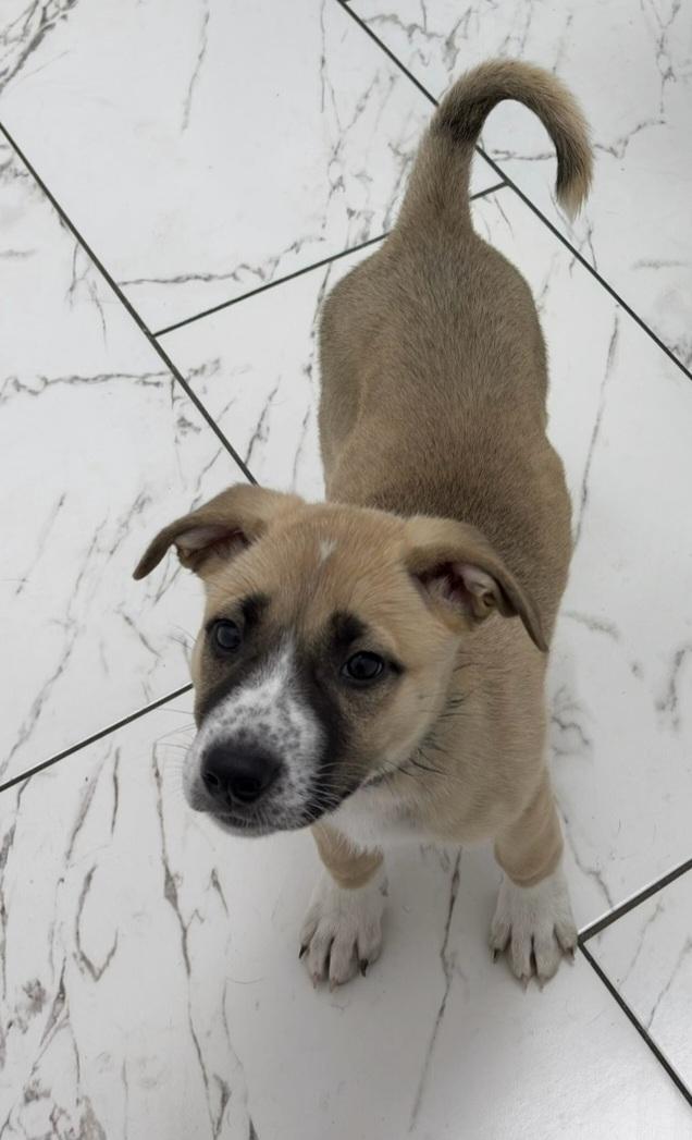 Enlarge Lily, an adopted mixed breed in Los Angeles , CA image 4/5