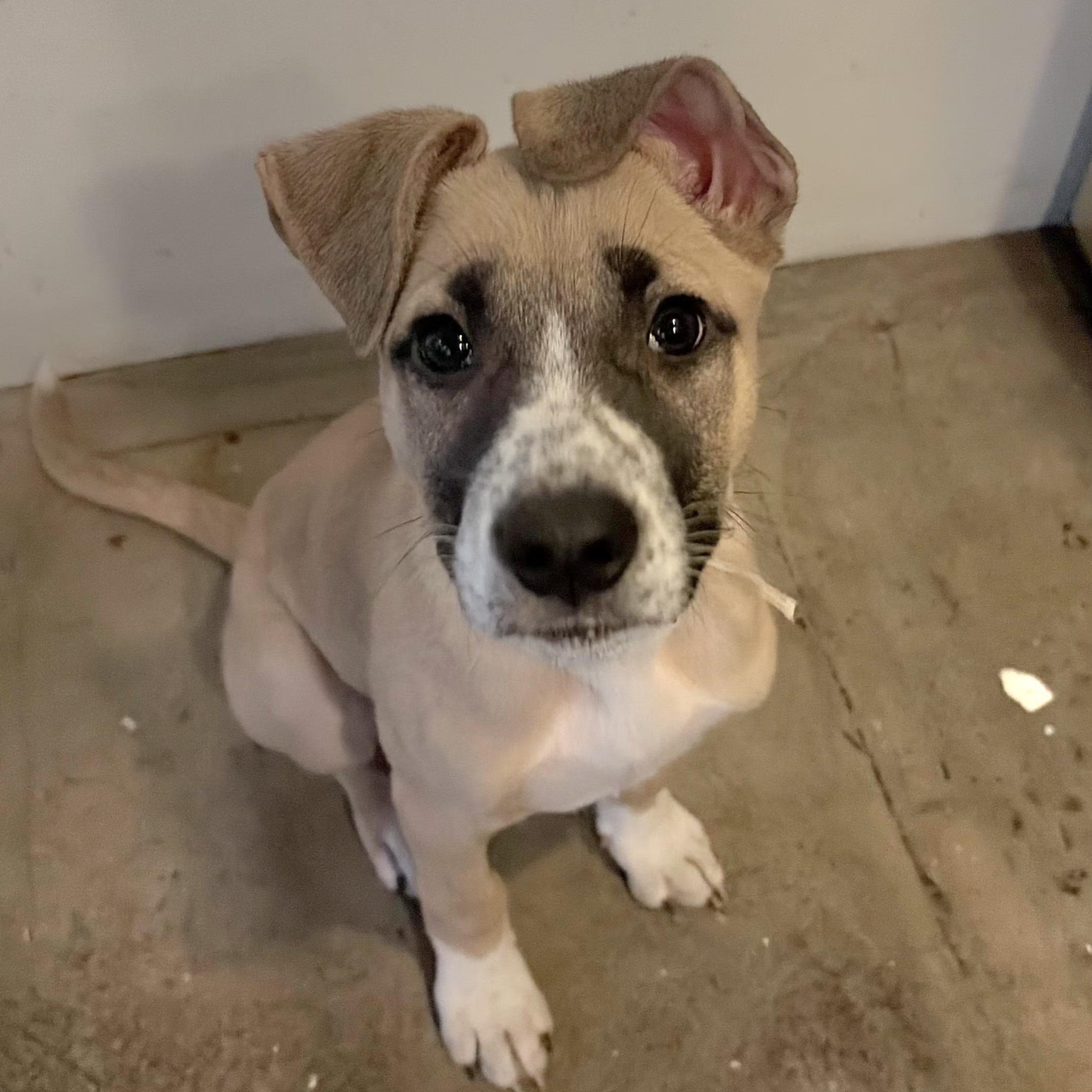 Lily, adopted, Puppy Female Anatolian Shepherd & Parson Russell Terrier.