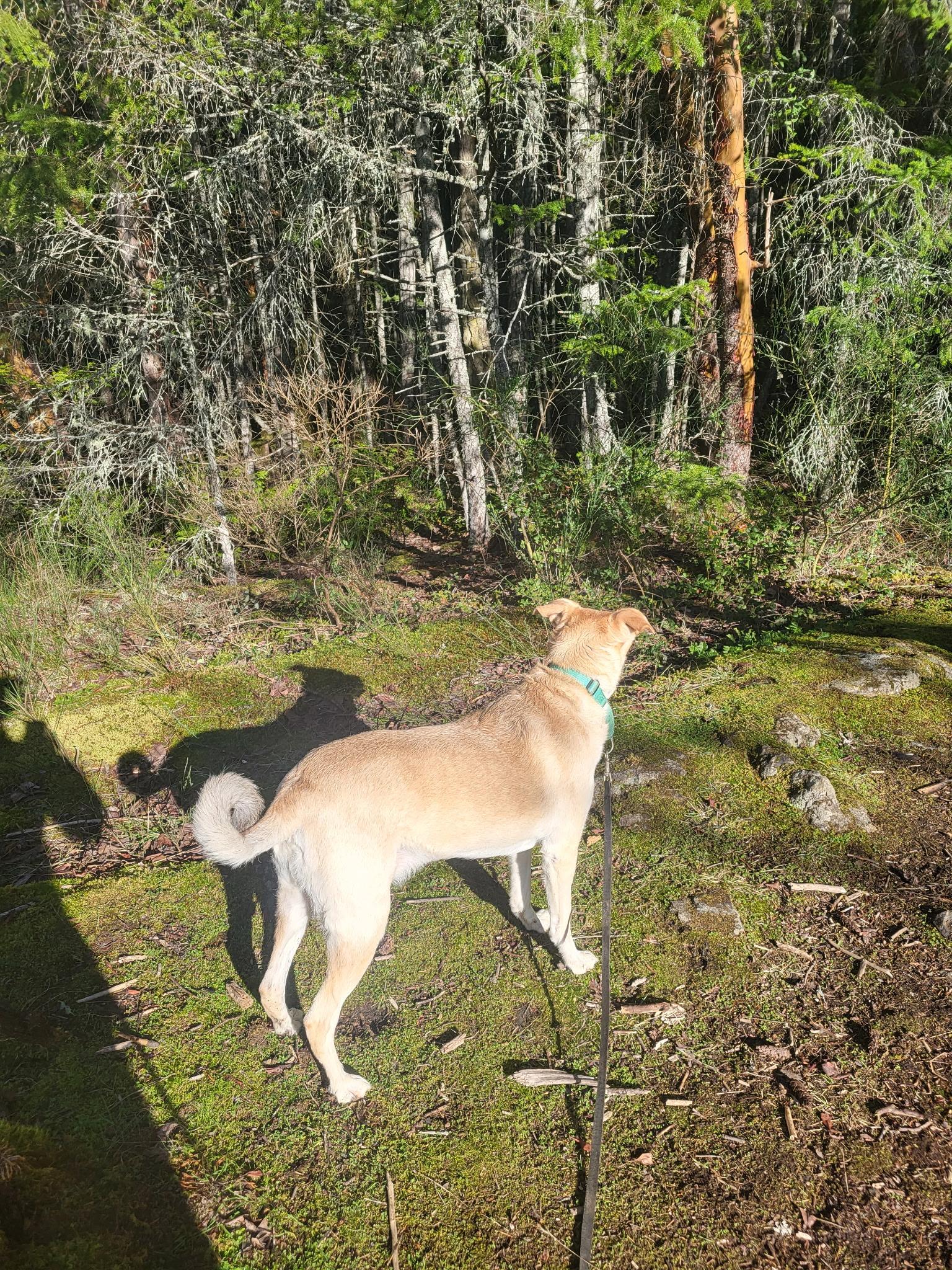 Harvee, a ADOPTABLE mixed breed in Lake Cowichan, BC image 4/6