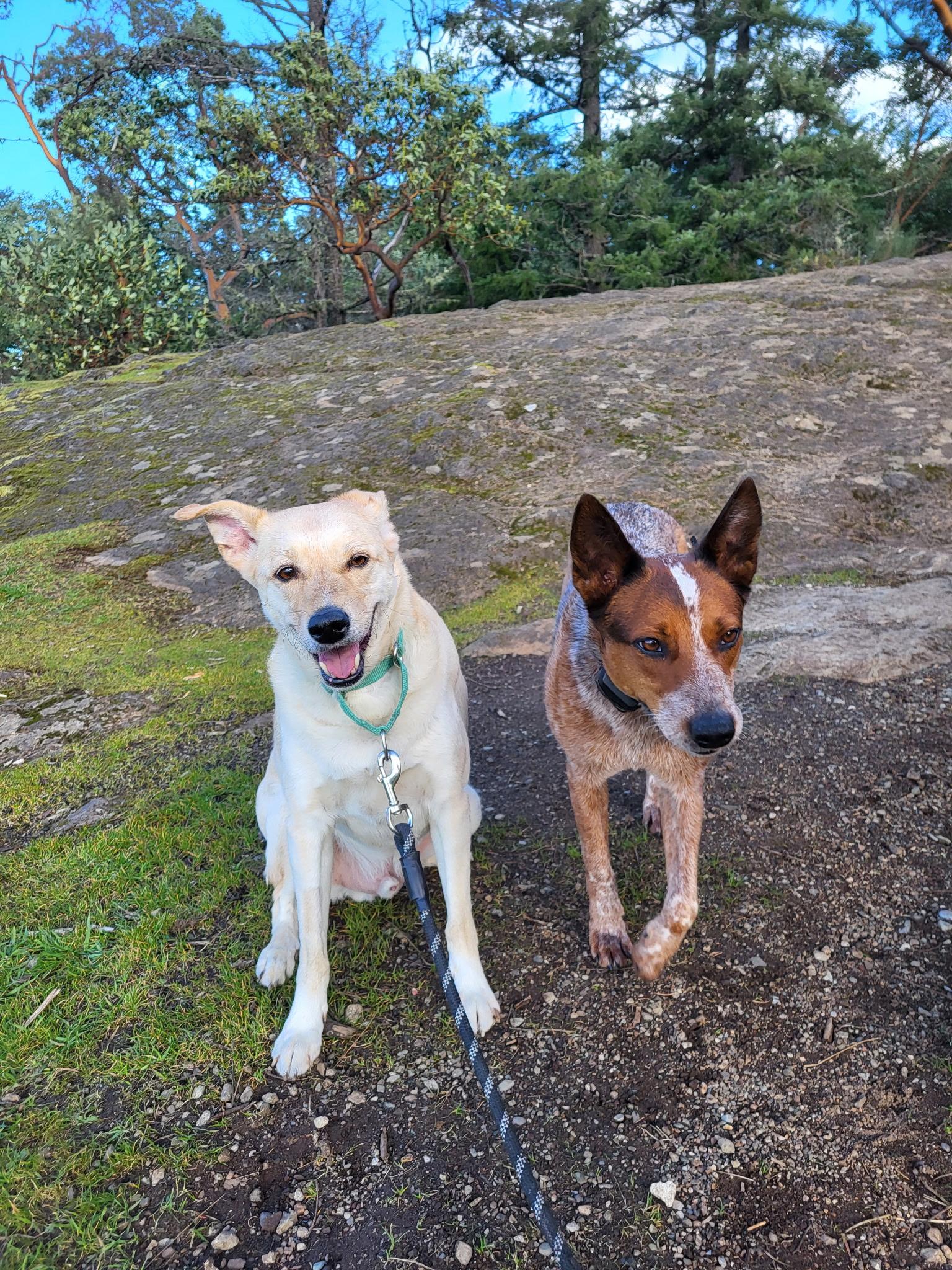 Harvee, a ADOPTABLE mixed breed in Lake Cowichan, BC image 3/6