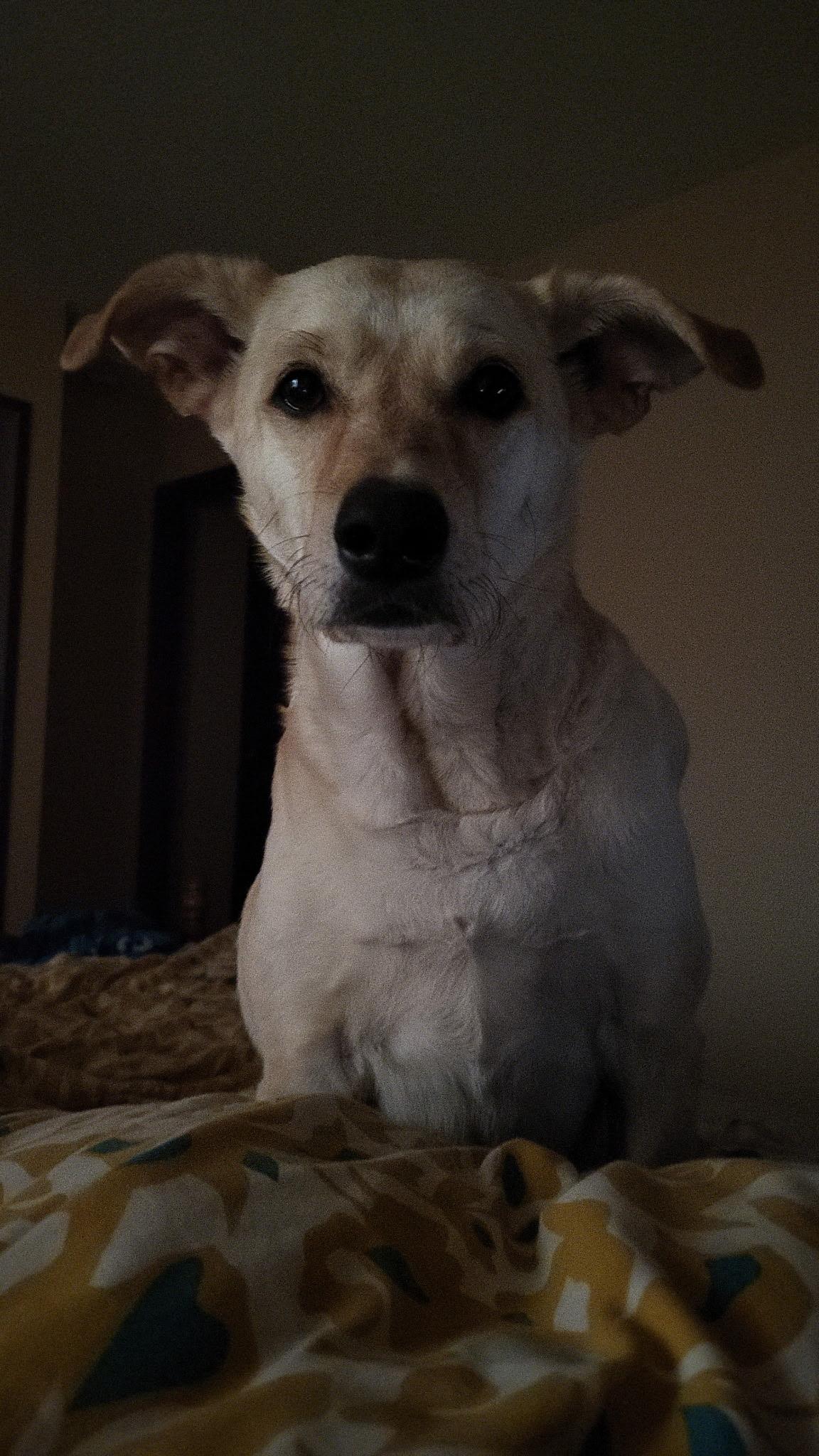 Harvee, a ADOPTABLE mixed breed in Lake Cowichan, BC image 2/6