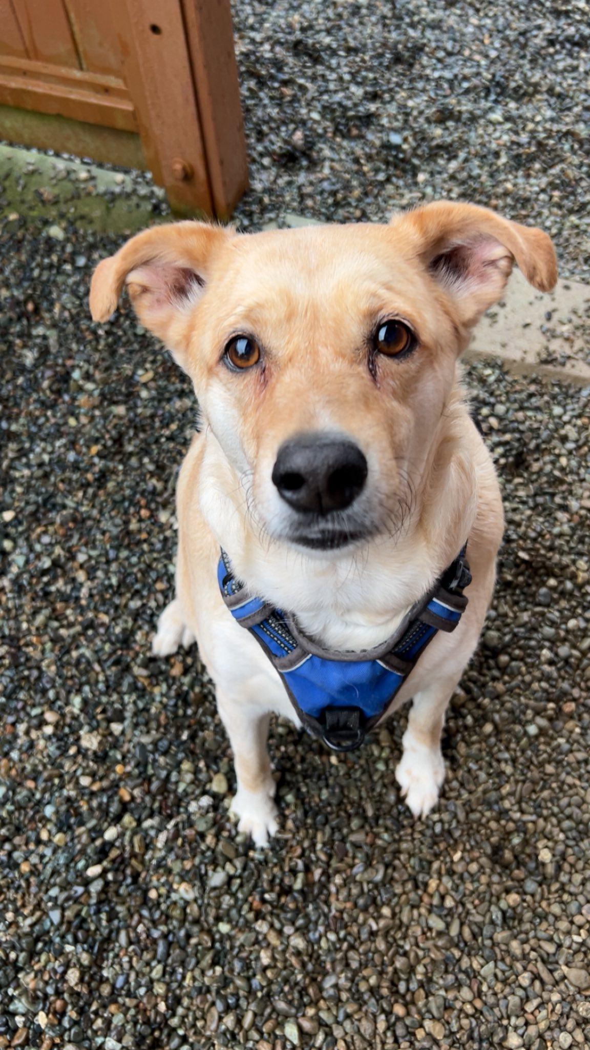 Harvee, ADOPTABLE, Adult Male Labrador Retriever.