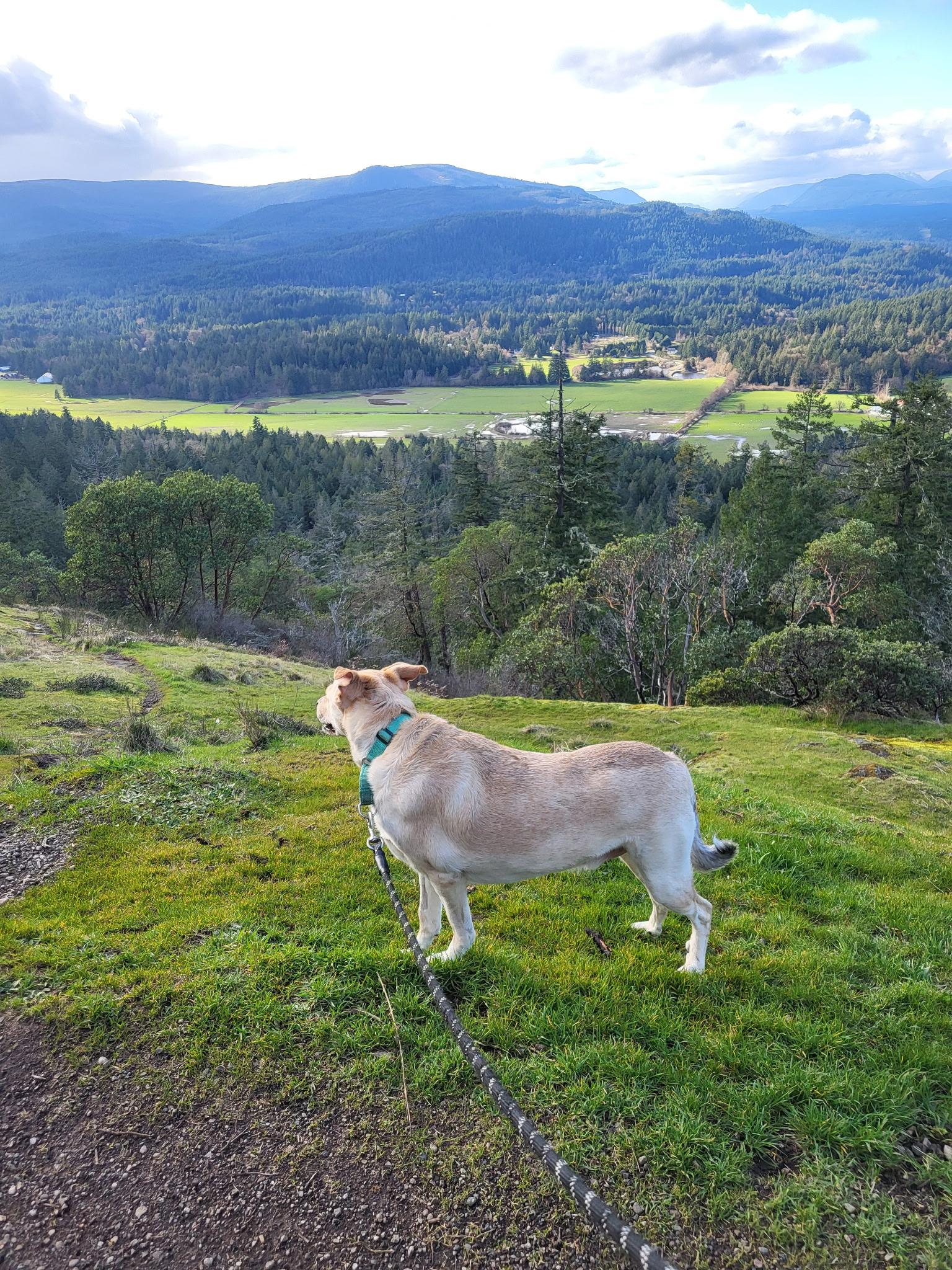Harvee, a ADOPTABLE mixed breed in Lake Cowichan, BC image 5/6
