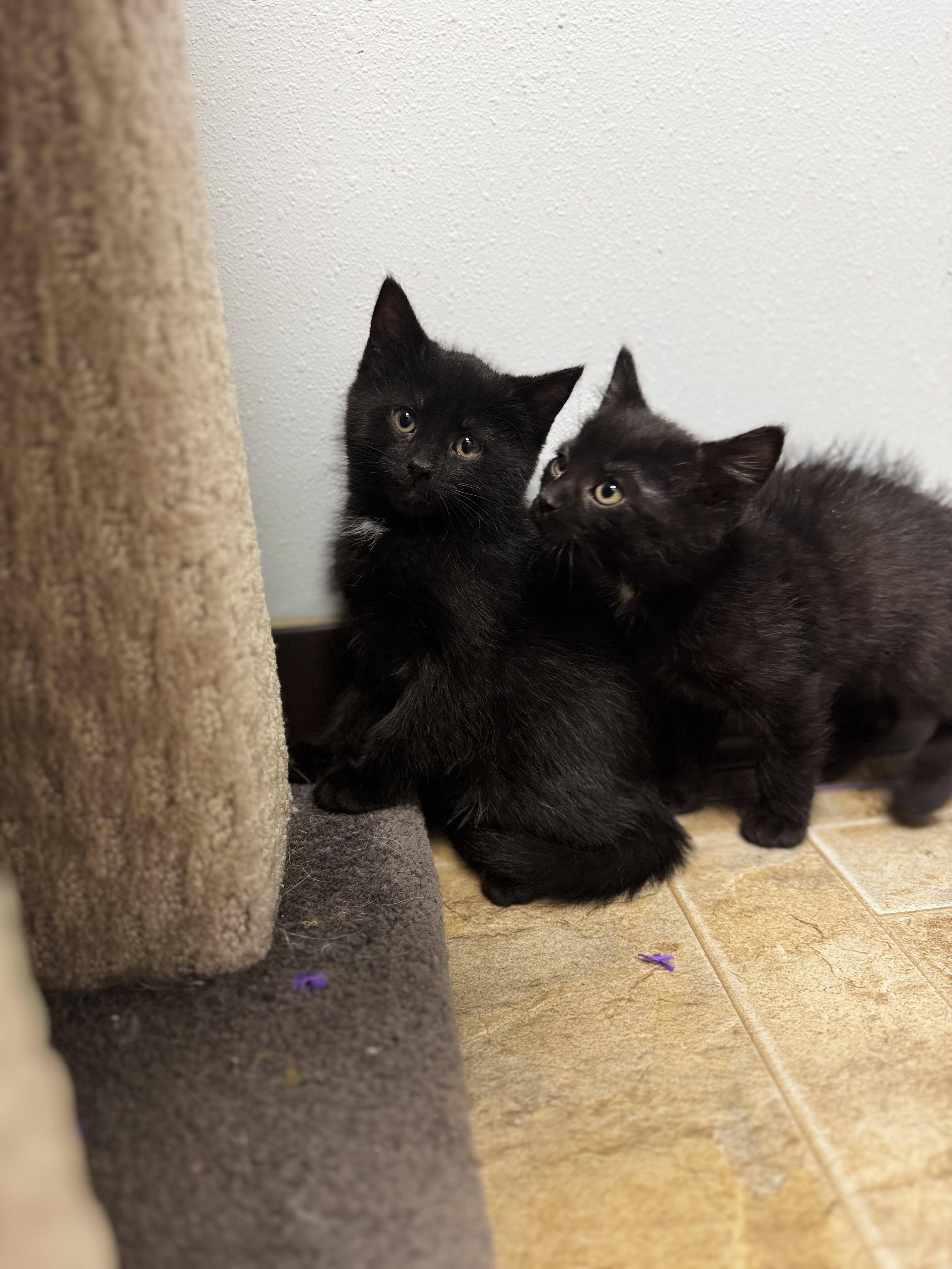 Enlarge Amoxi, an adopted Domestic Short Hair in Dodgeville, WI image 2/2