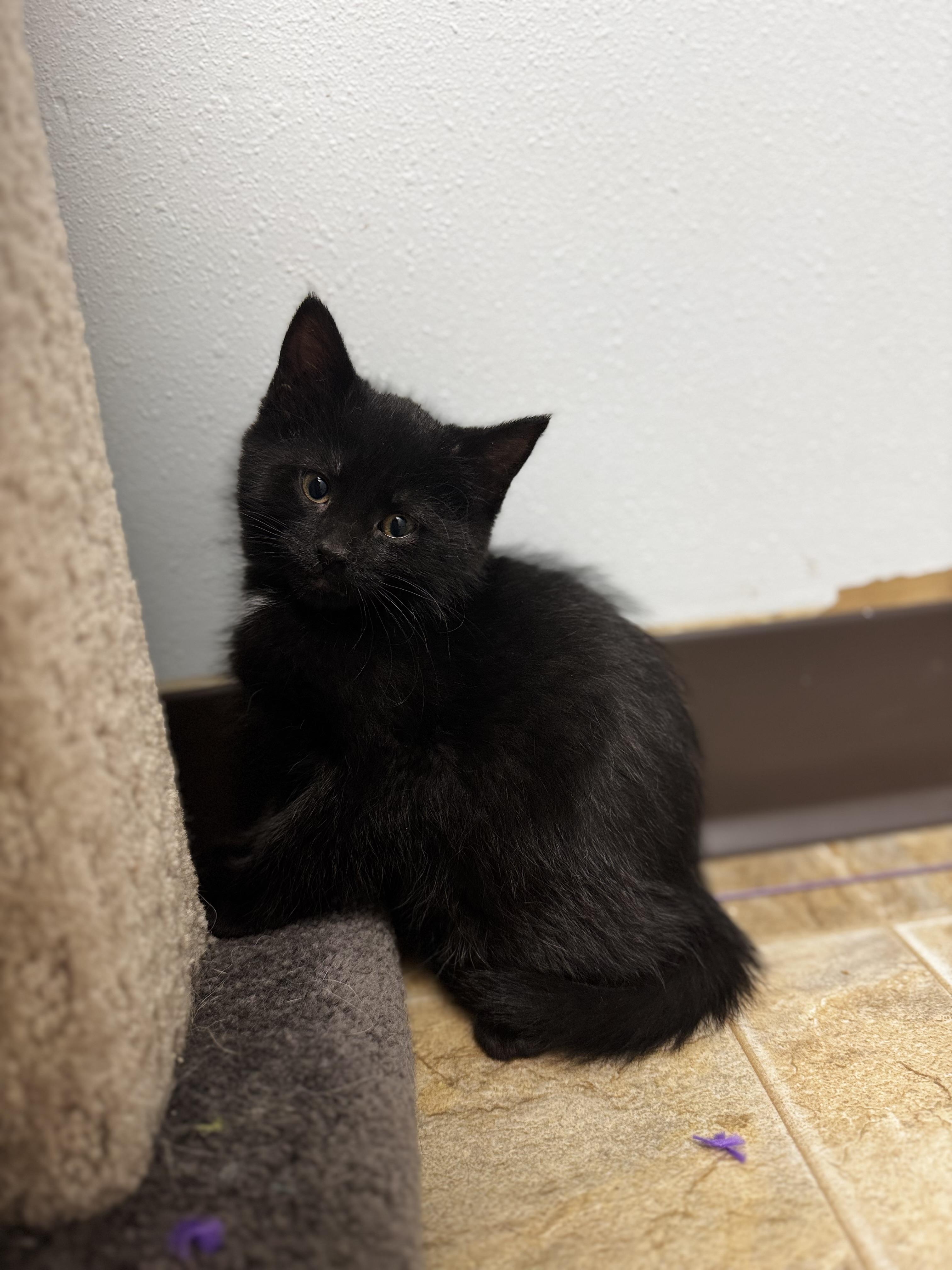 Amoxi, adopted, Kitten Female Domestic Short Hair.