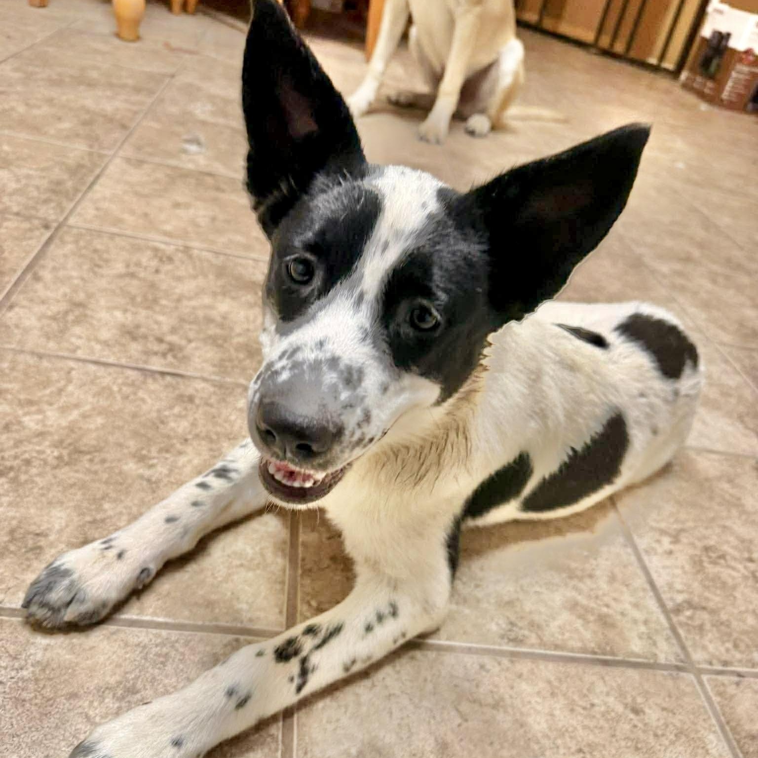Lamb, a Adoptable mixed breed in Eagan, MN image 6/6