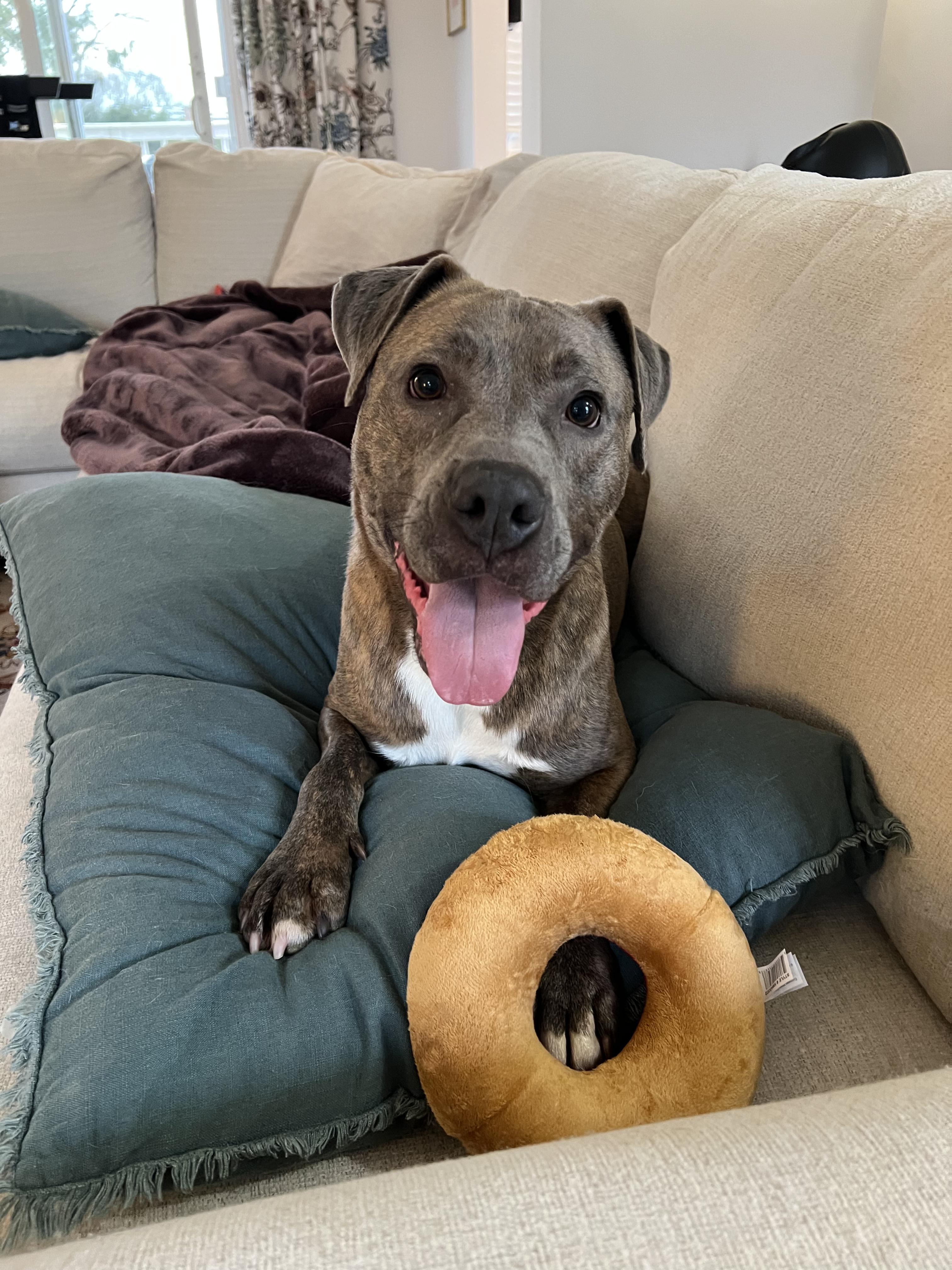 Enlarge Duke, a ADOPTABLE mixed breed in Guilford, CT image 5/6